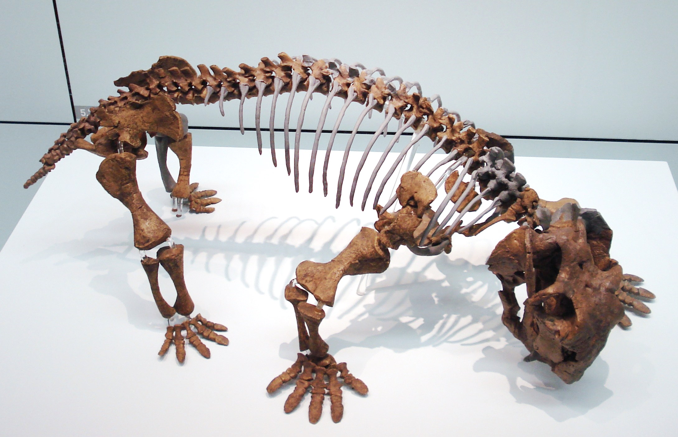 Lystrosaurus: The Survivor That Inherited the Earth (image credits: wikimedia)