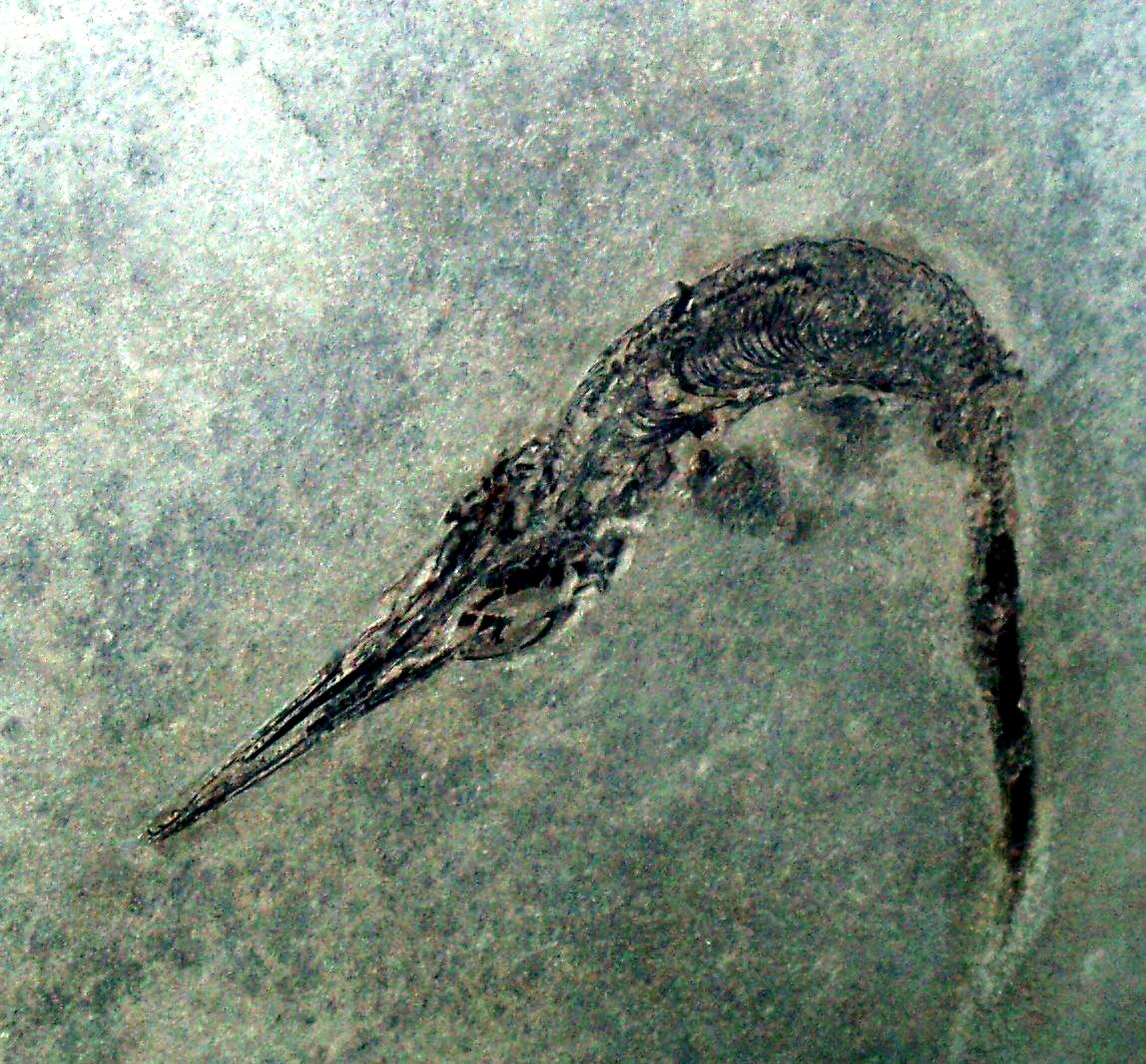 Mixosaurus: The Dolphin That Came 200 Million Years Too Early (image credits: wikimedia)
