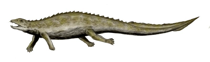 Placodus: The Triassic Walrus That Crushed Shellfish (image credits: wikimedia)