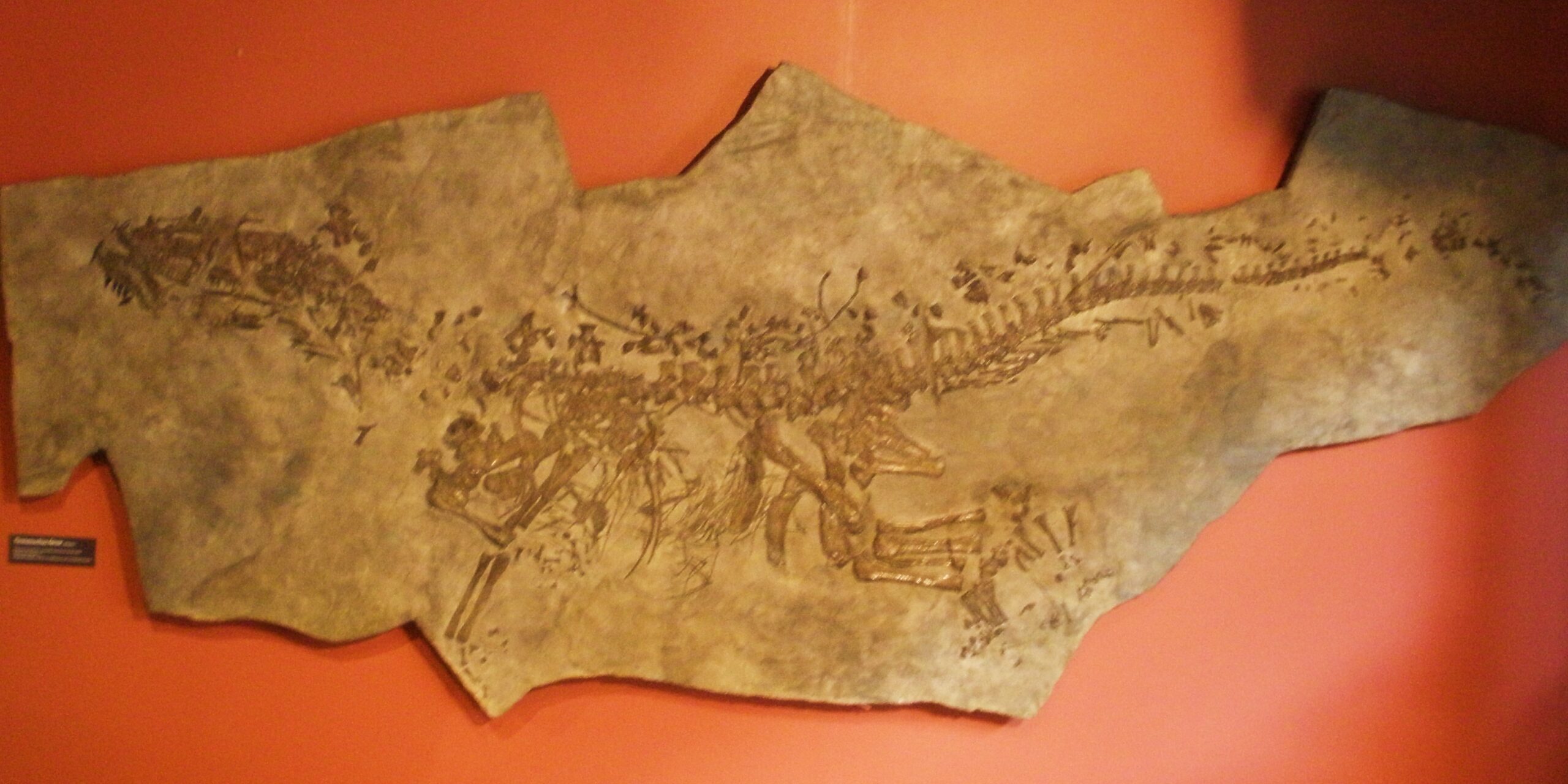 Ticinosuchus: The Crocodile That Almost Became a Dinosaur (image credits: wikimedia)