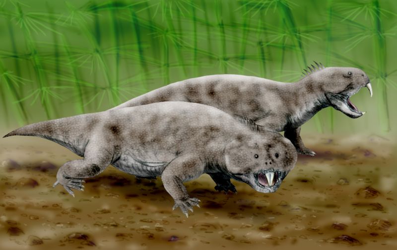 Hyperodapedon: The Rhino-Sized Reptile That Ate Like a Cow (image credits: By Nobu Tamura (http://spinops.blogspot.com), CC BY 3.0, https://commons.wikimedia.org/w/index.php?curid=19459151)