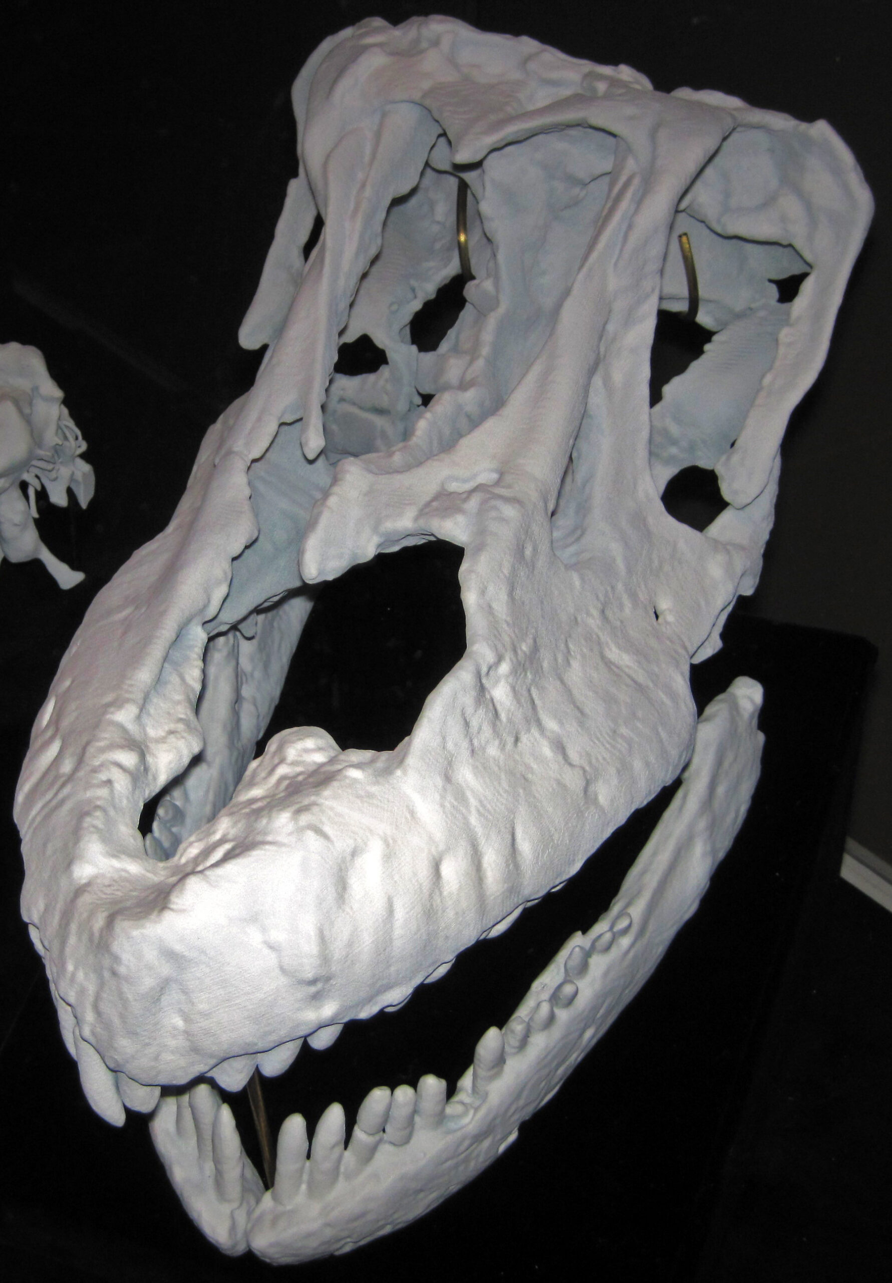 The Rise of the Gentle Giants (image credits: wikimedia)