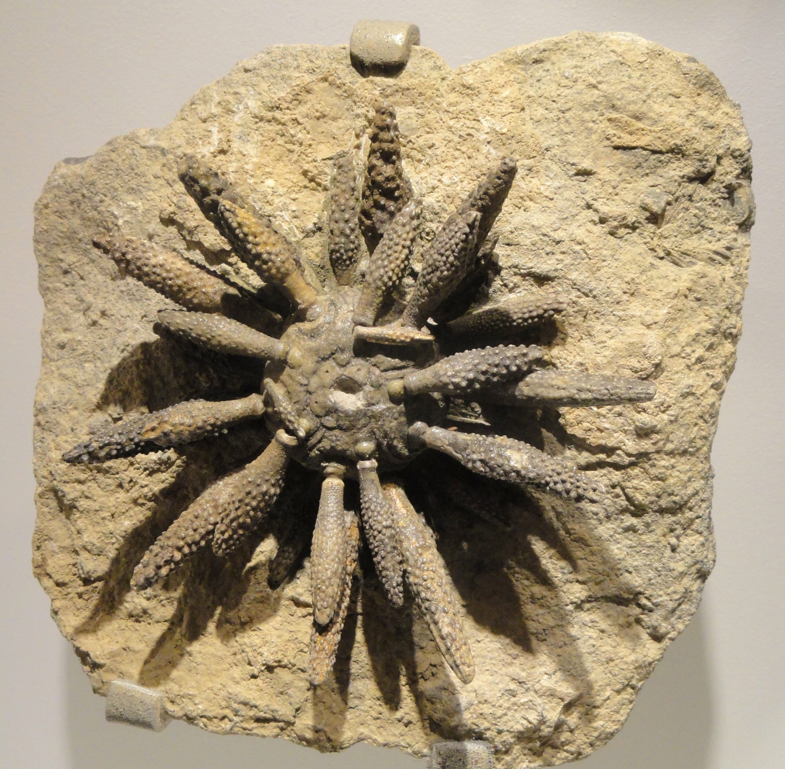 Fossil Evidence From Around the Globe (image credits: wikimedia)