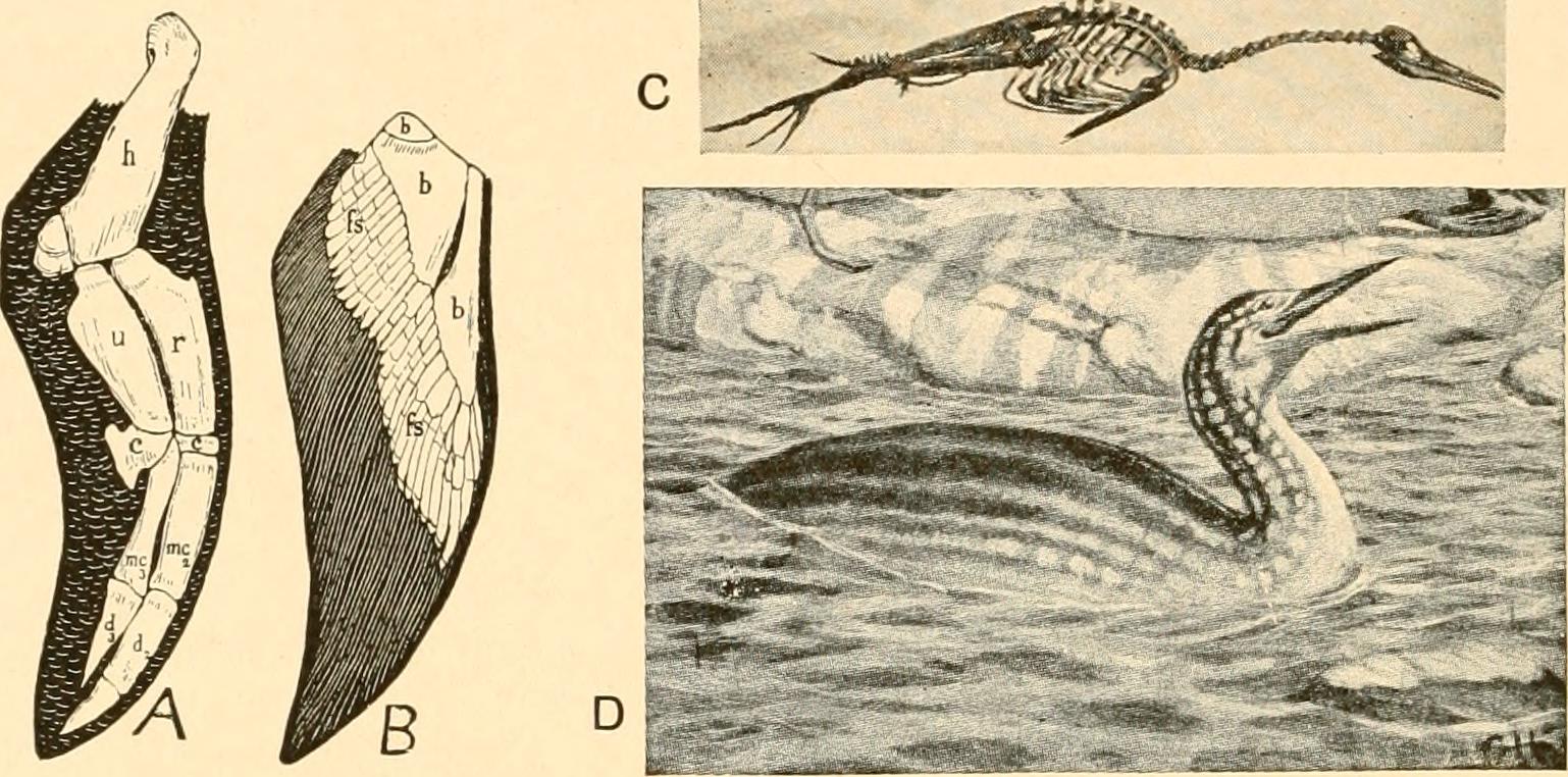Conclusion: Rewriting the Story of Flight (image credits: wikimedia)