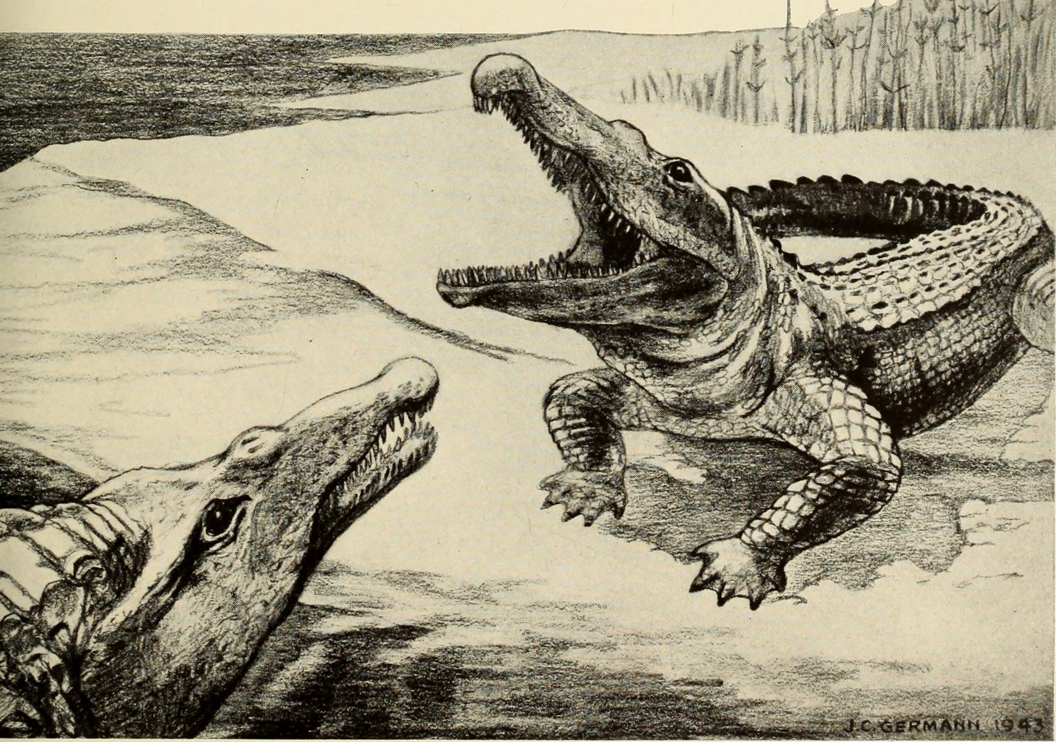 The Dinosaur Species That Almost Made It (image credits: wikimedia)