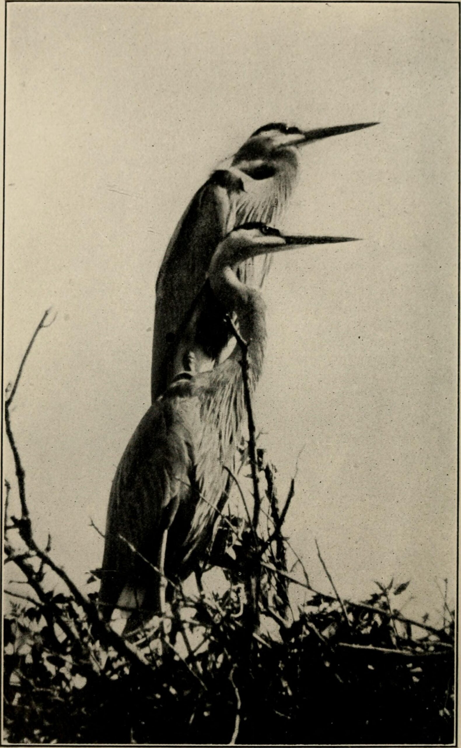 Why Birds Survived When Other Dinosaurs Didn't (image credits: wikimedia)