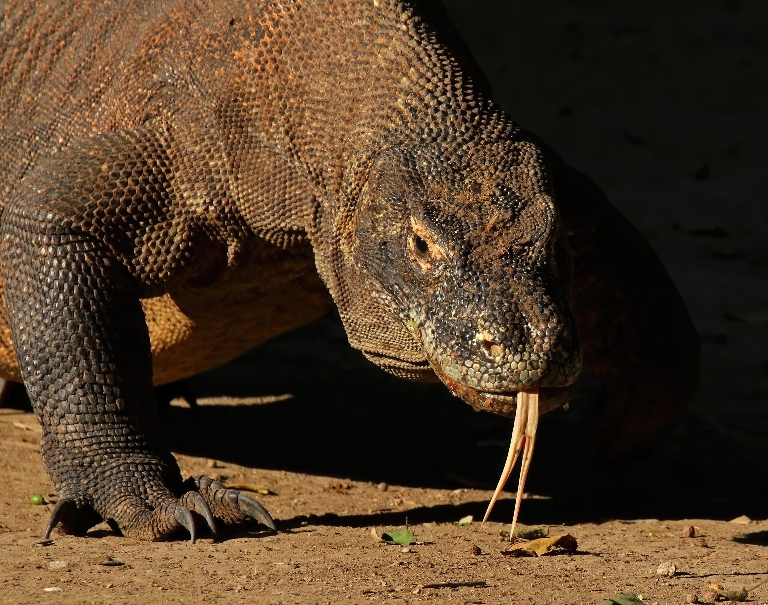 Hunting Strategies of an Ancient Killer (image credits: wikimedia)