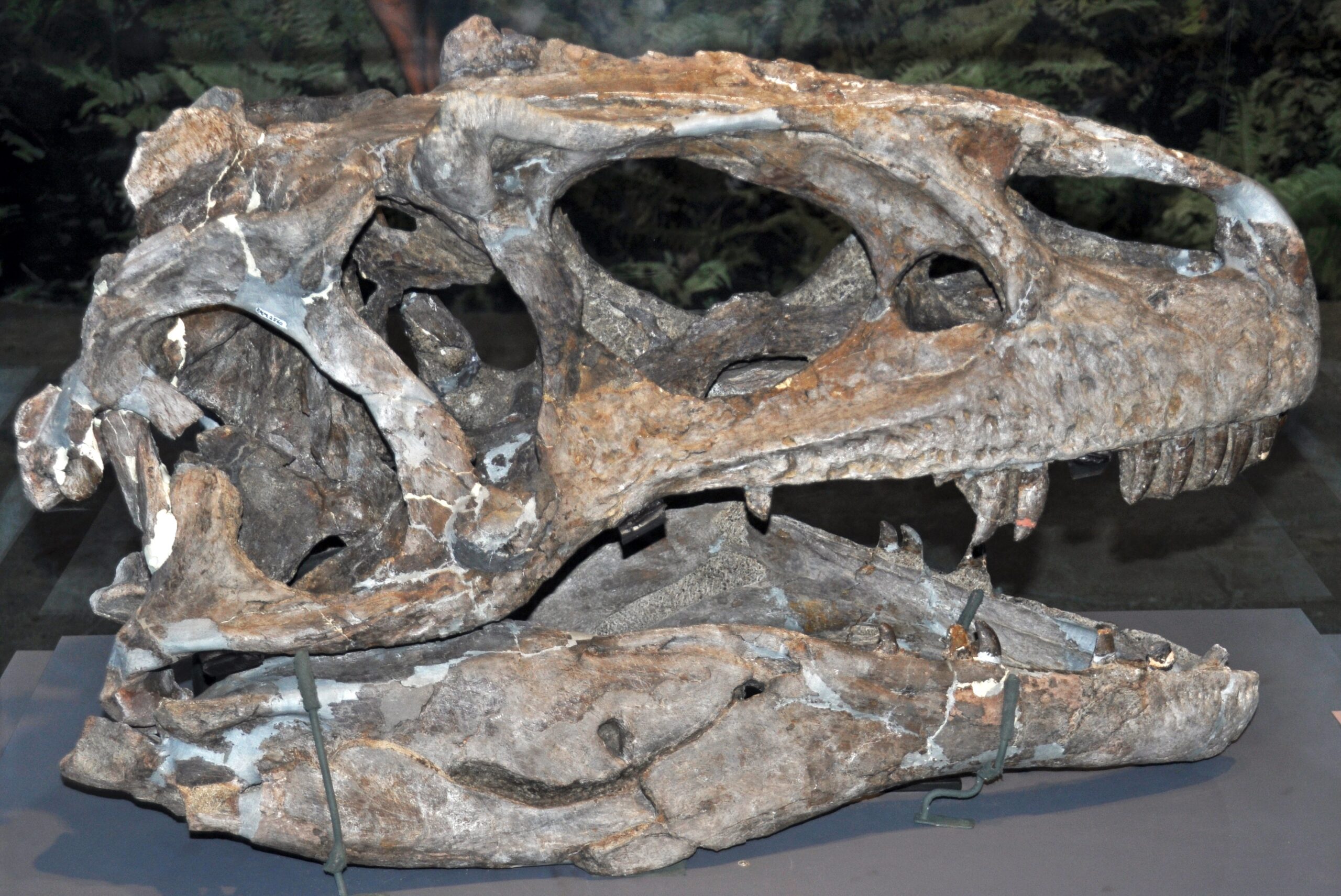 The Perfect Killing Machine: Allosaurus Anatomy (image credits: wikimedia)