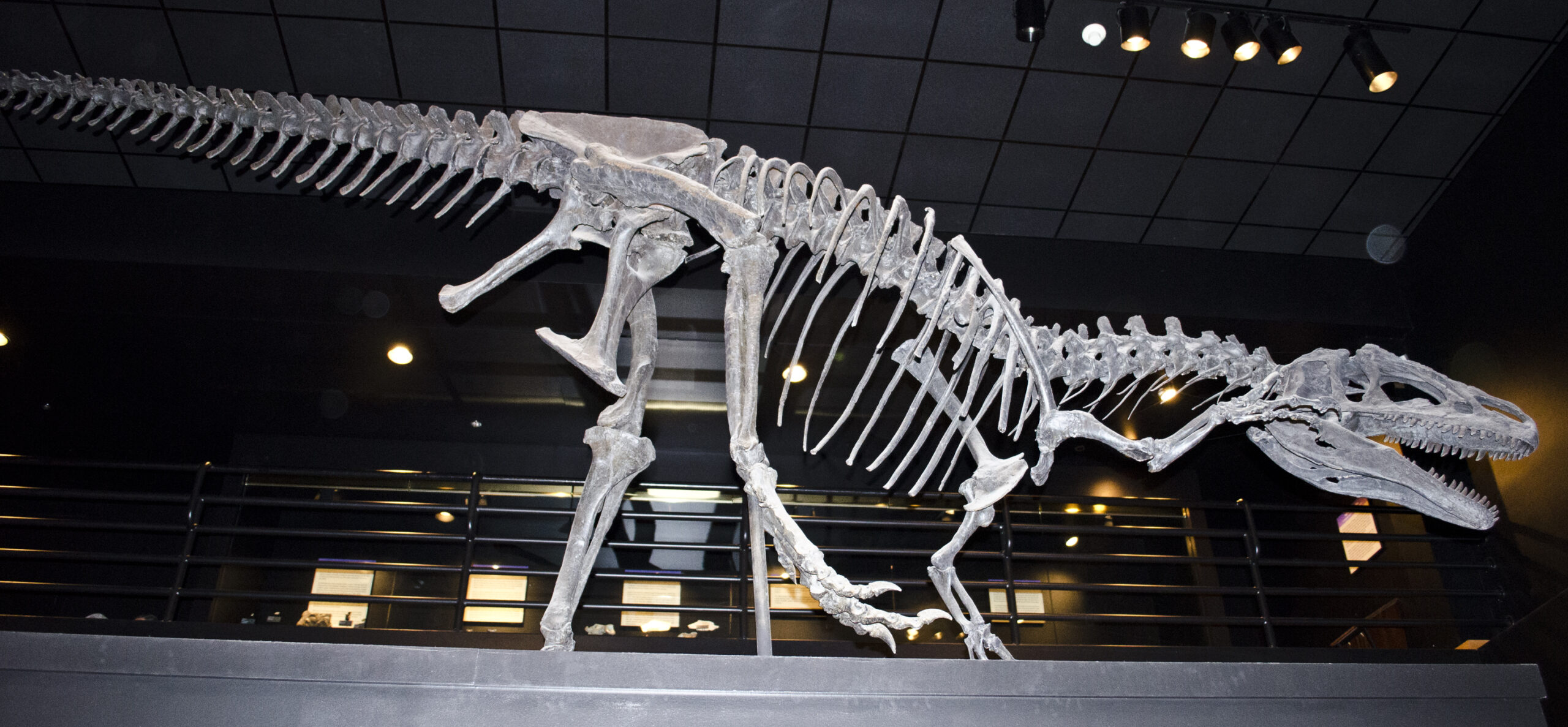 Reading the Landscape: How Allosaurus Chose Its Hunting Grounds (image credits: wikimedia)