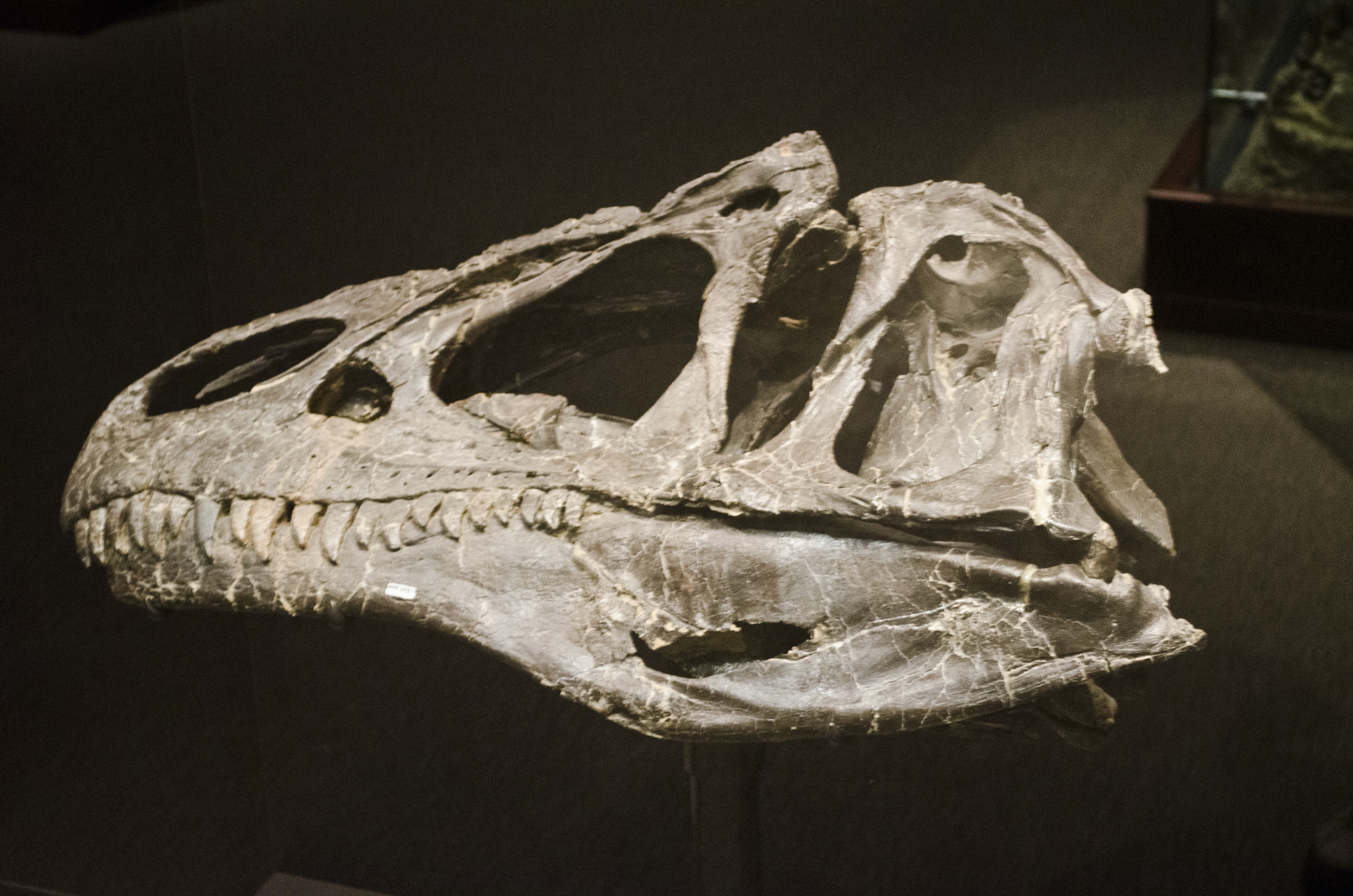 Pack Hunting vs. Solo Attacks: The Great Debate (image credits: wikimedia)