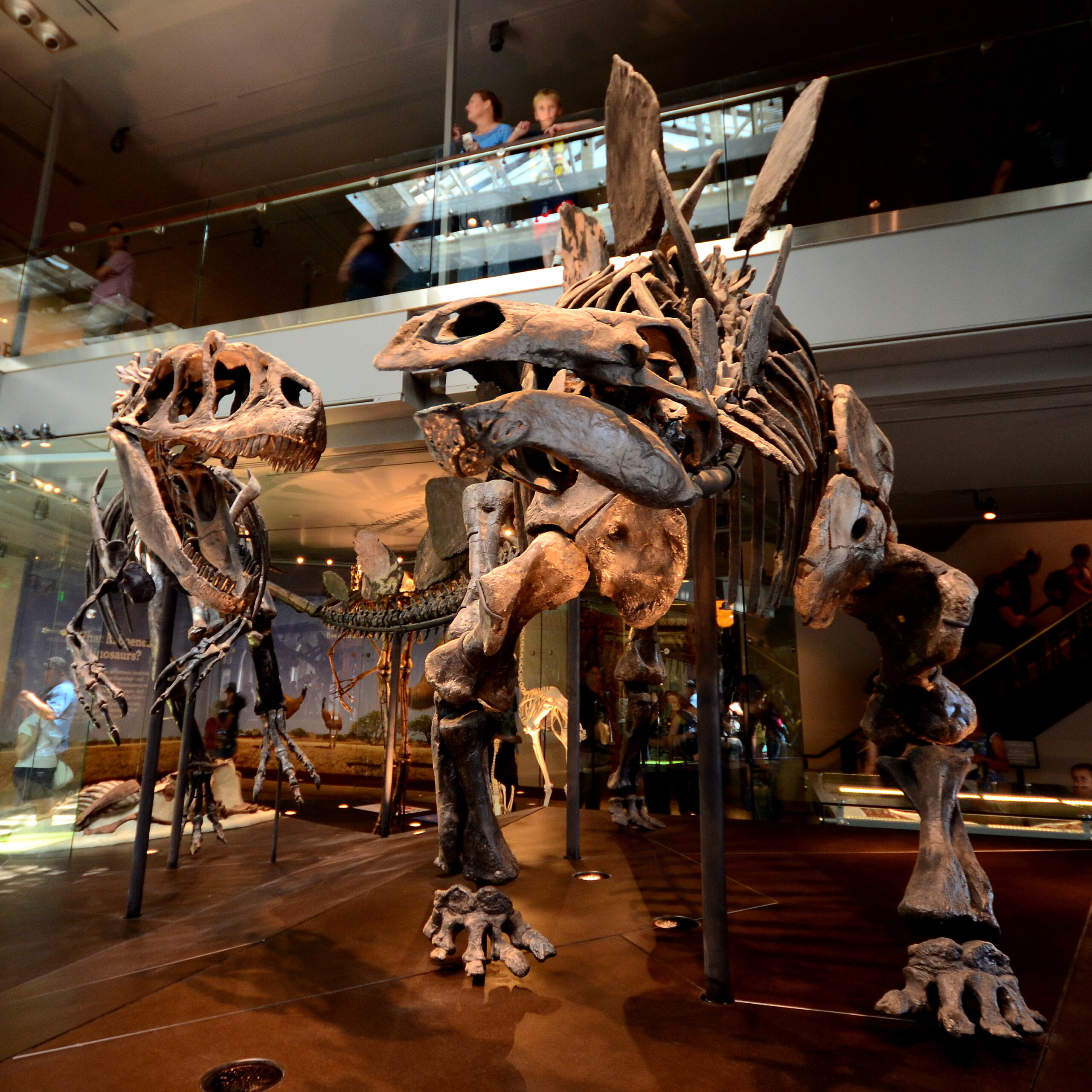 Defensive Prey: Overcoming Nature's Armor (image credits: wikimedia)