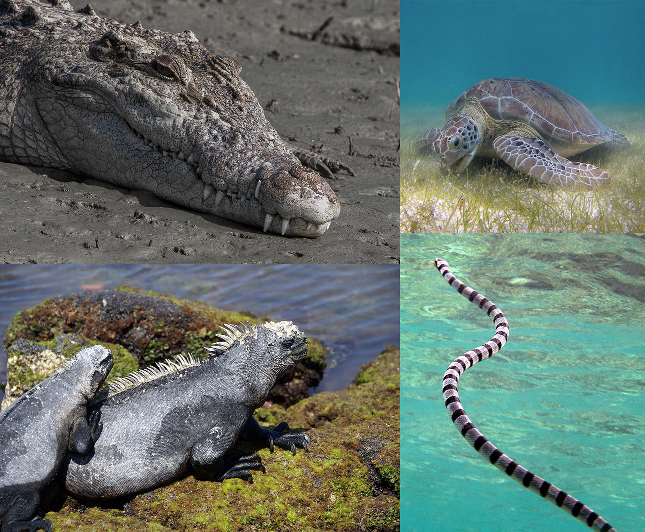 The Reign of Marine Reptiles (image credits: wikimedia)