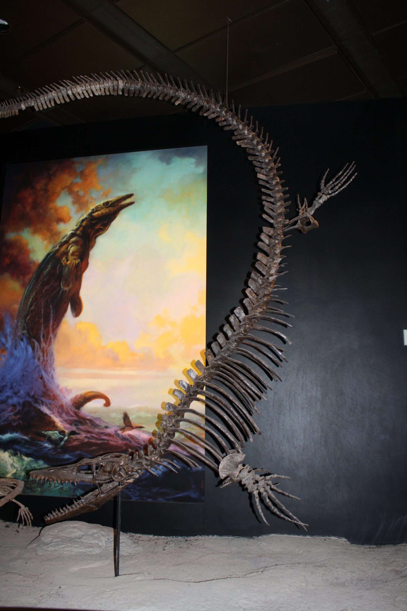 Mosasaurs: The Ultimate Ocean Predators (image credits: wikimedia)