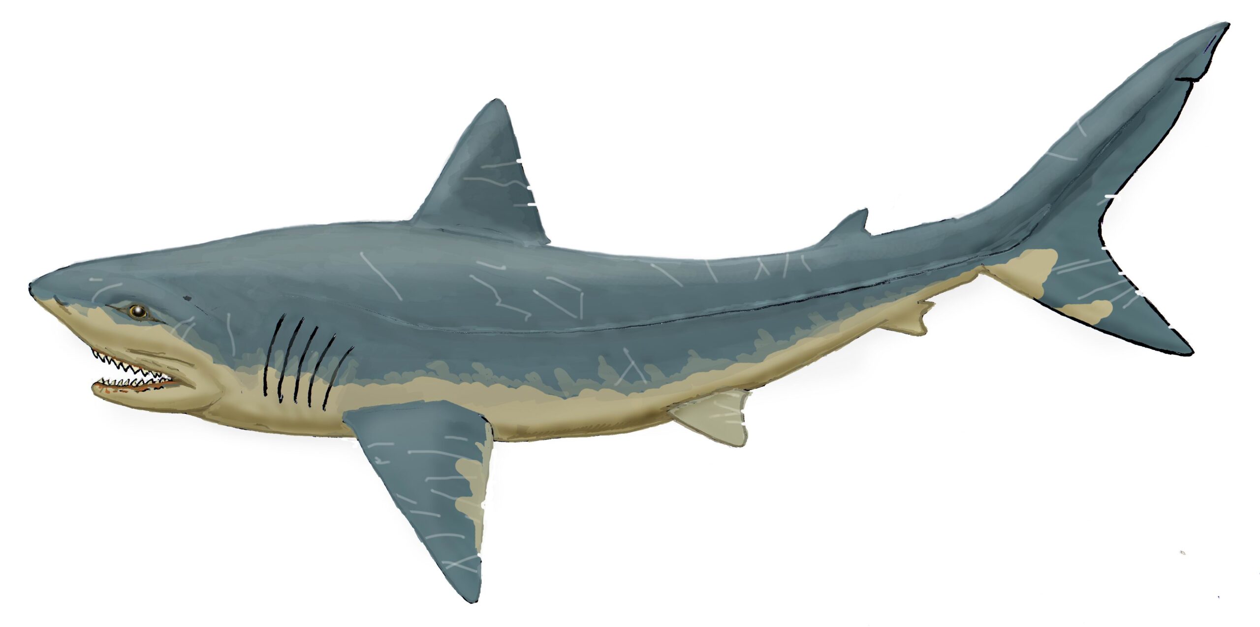 Prehistoric Sharks That Dwarfed Today's Giants (image credits: wikimedia)