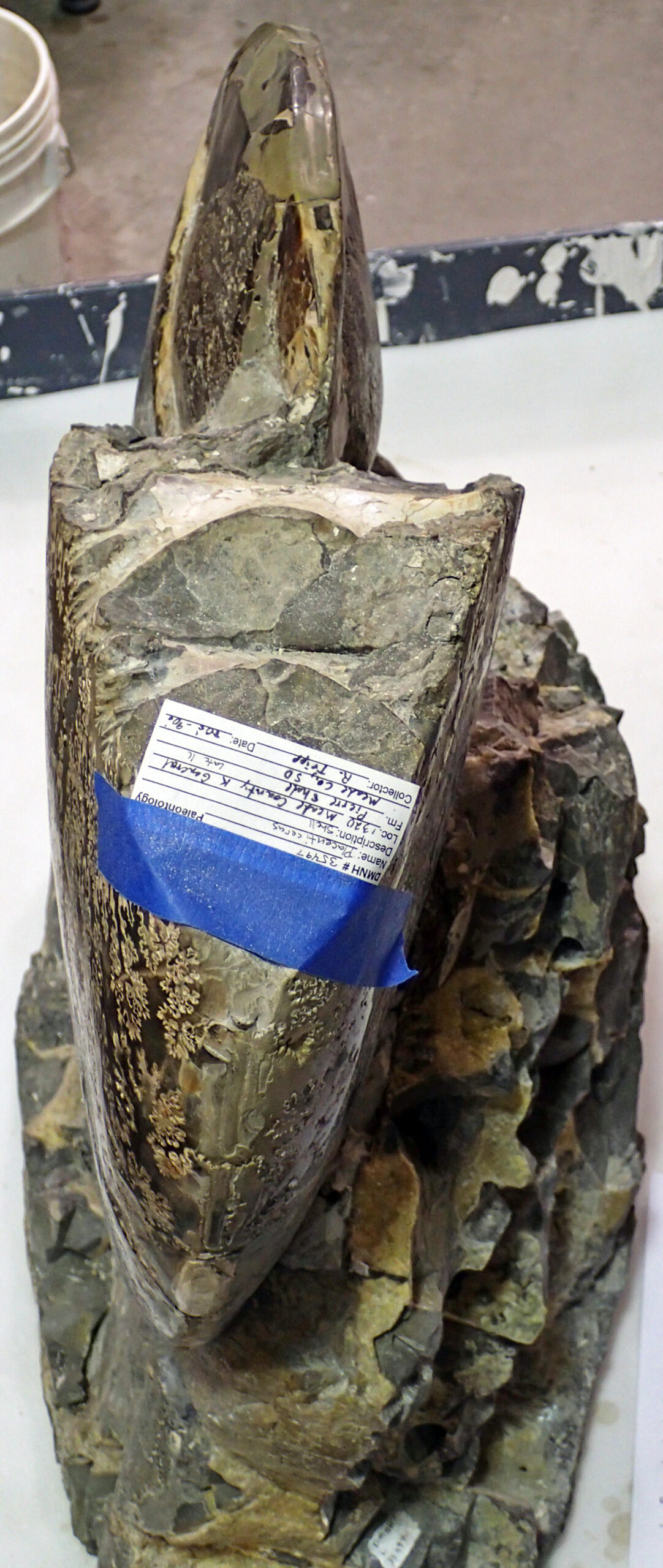 Ammonites: The Cephalopod Nightmares (image credits: wikimedia)