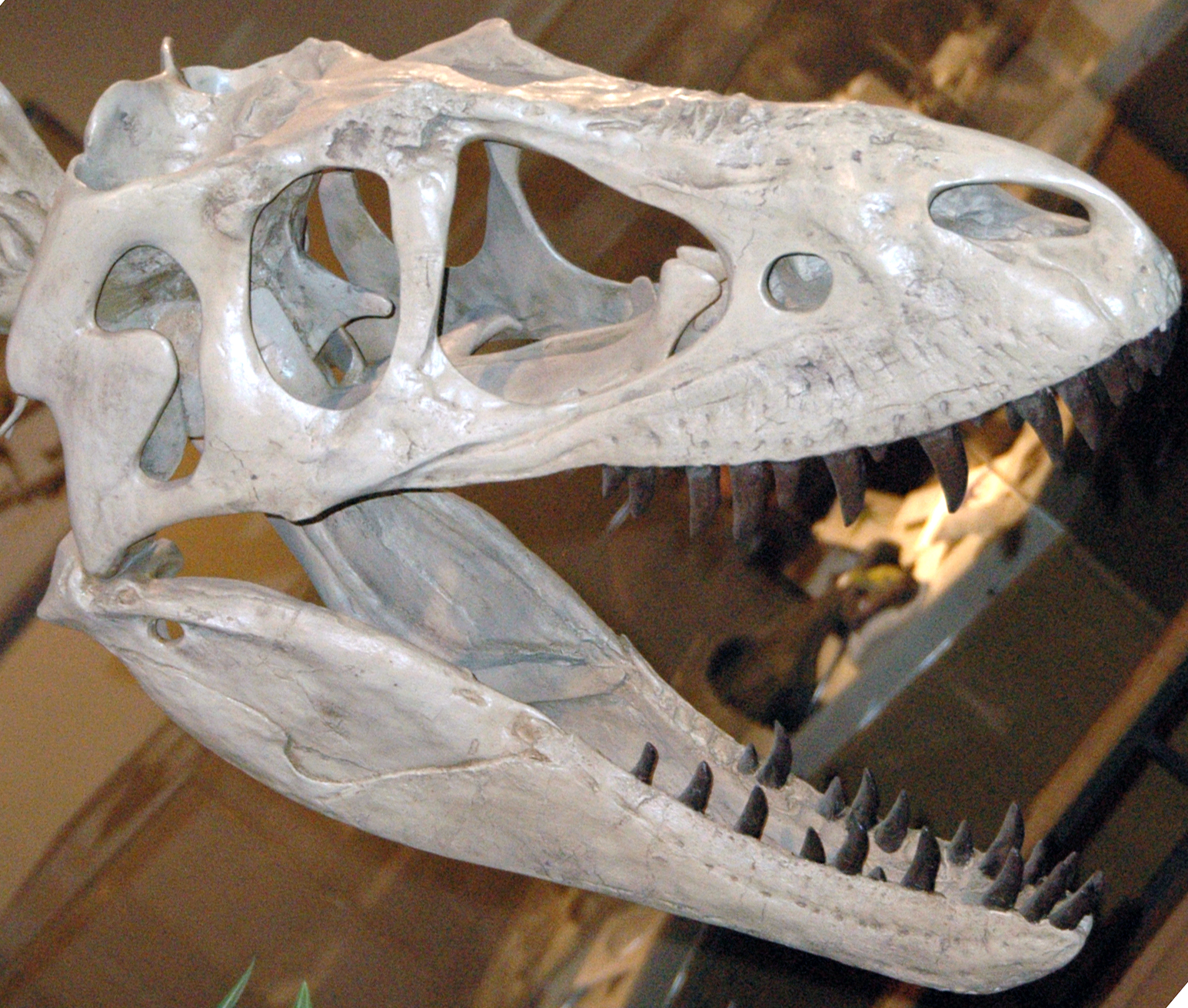 Evolutionary Arms Race Reached Its Peak (image credits: wikimedia)