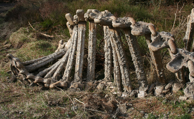 The Jurassic Journey Begins (image credits: wikimedia)