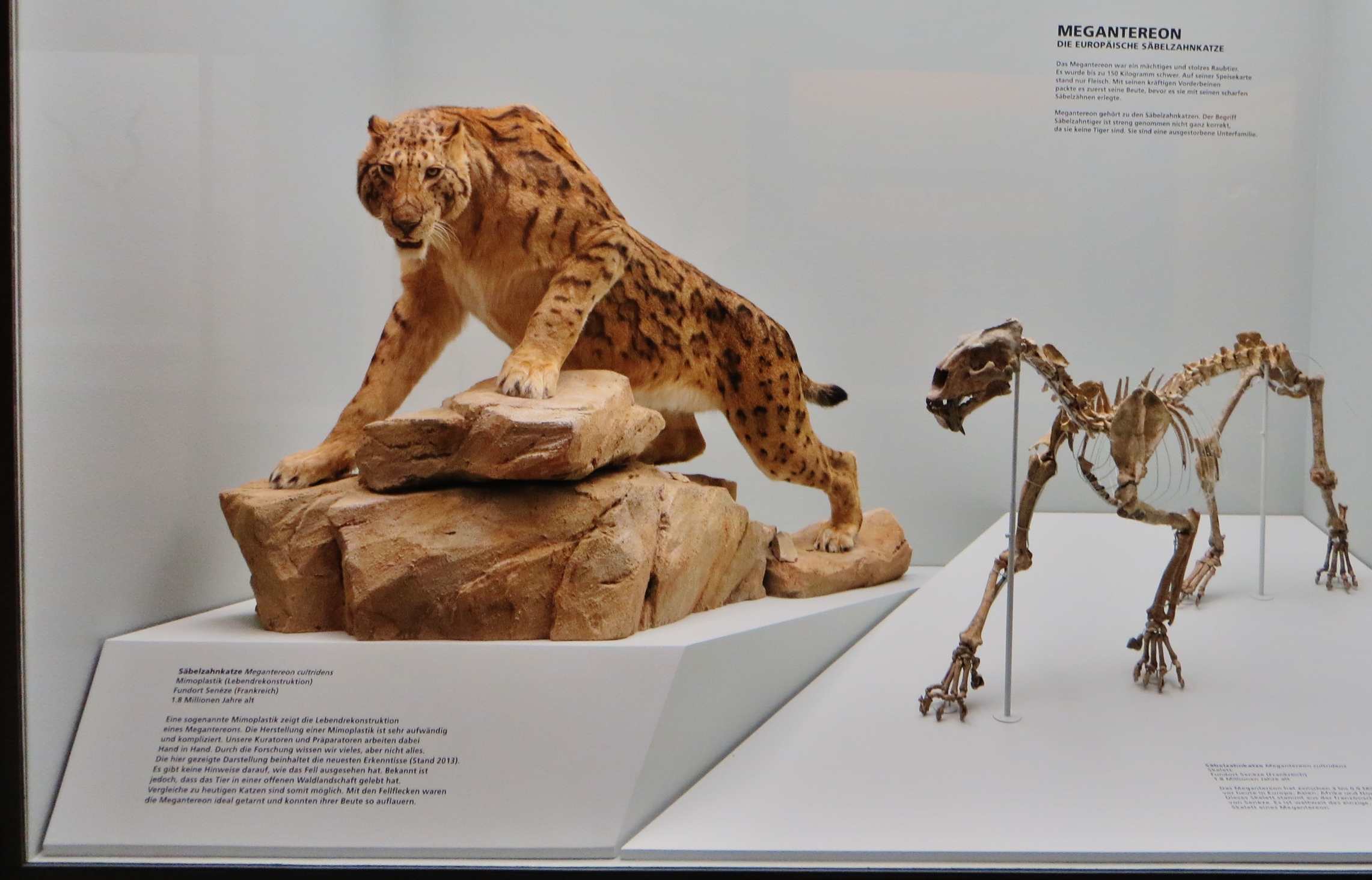 Conservation and Preservation Efforts (image credits: wikimedia)