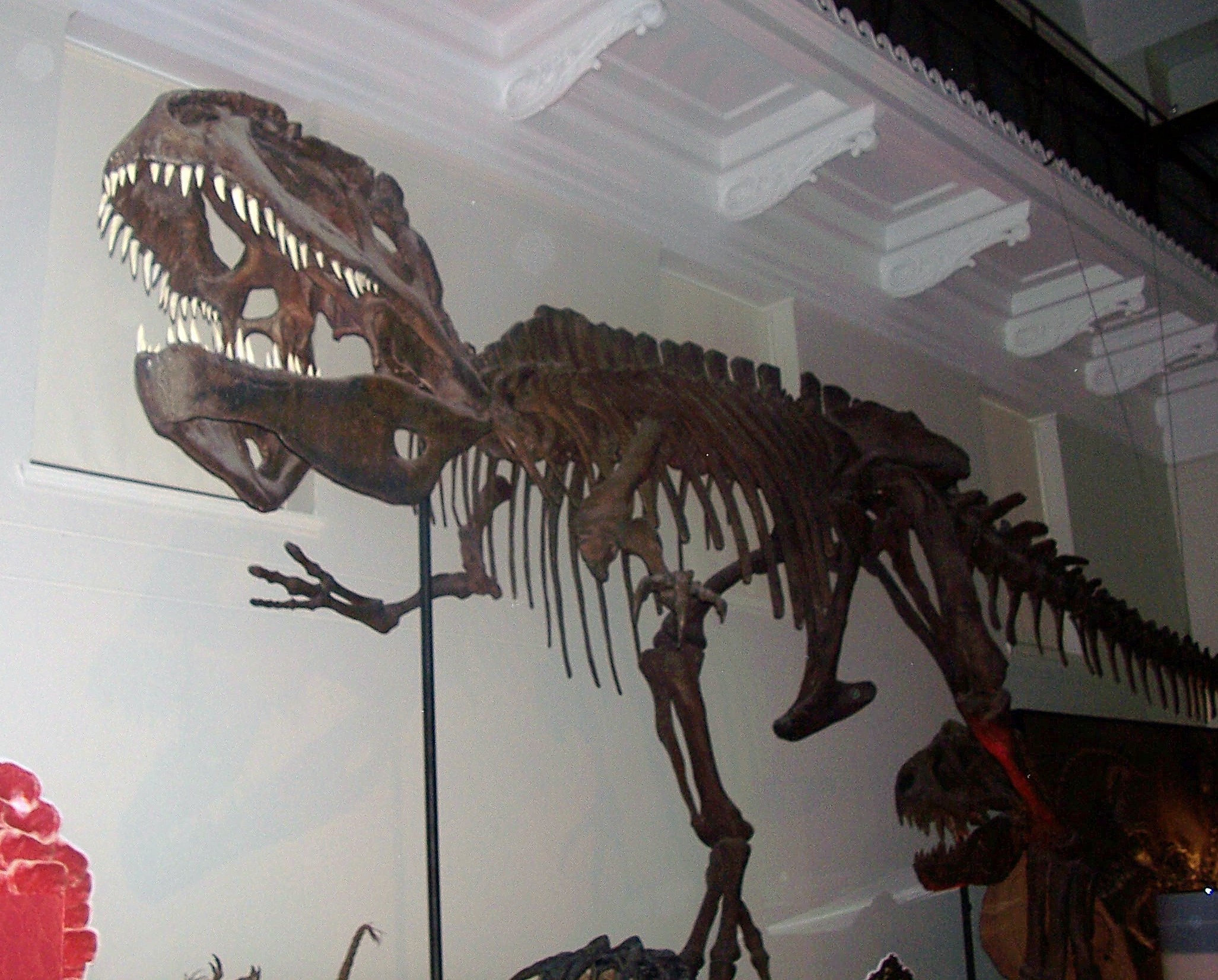 Giganotosaurus: The True Giant (image credits: wikimedia)