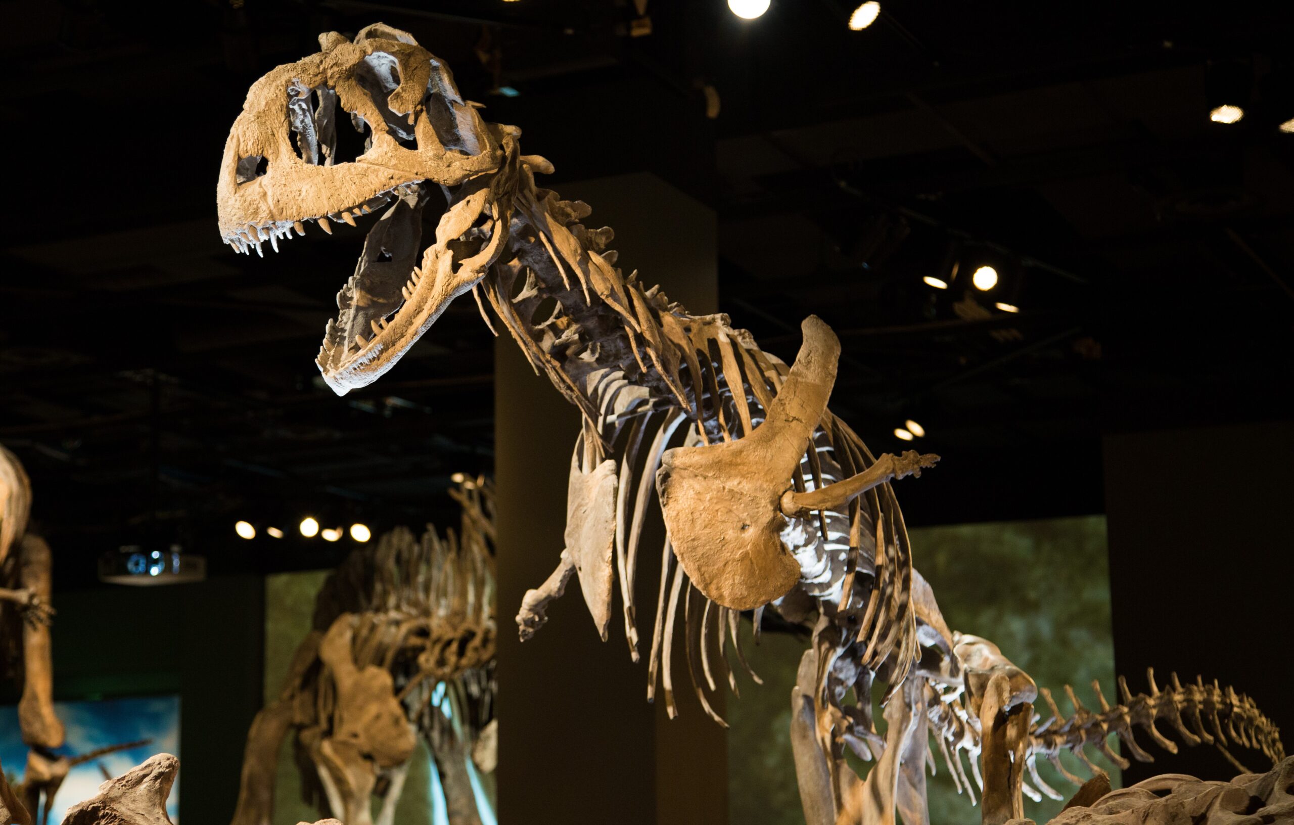 Majungasaurus: The Cannibal King (image credits: wikimedia)
