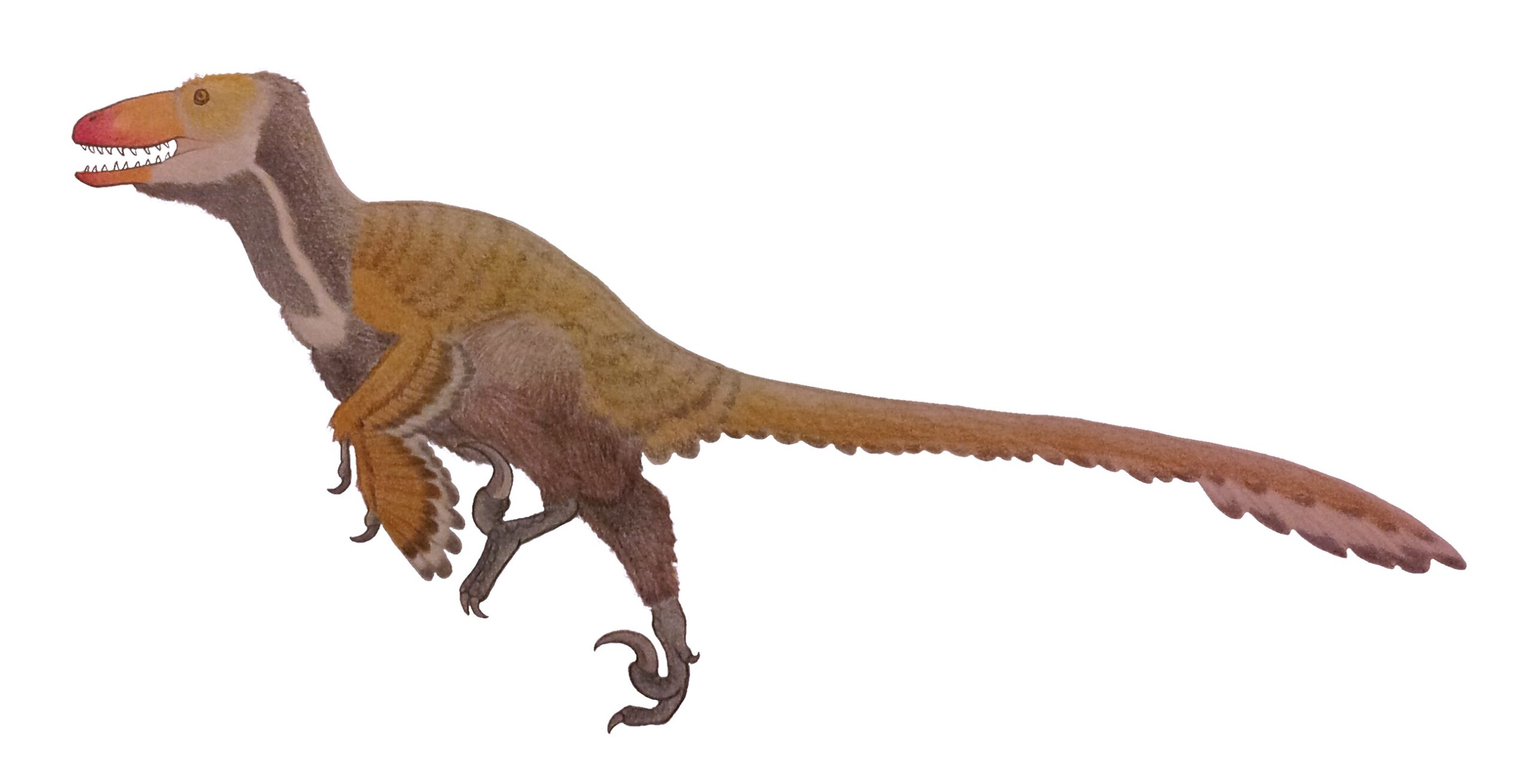 Dakotaraptor: The American Giant Raptor (image credits: wikimedia)