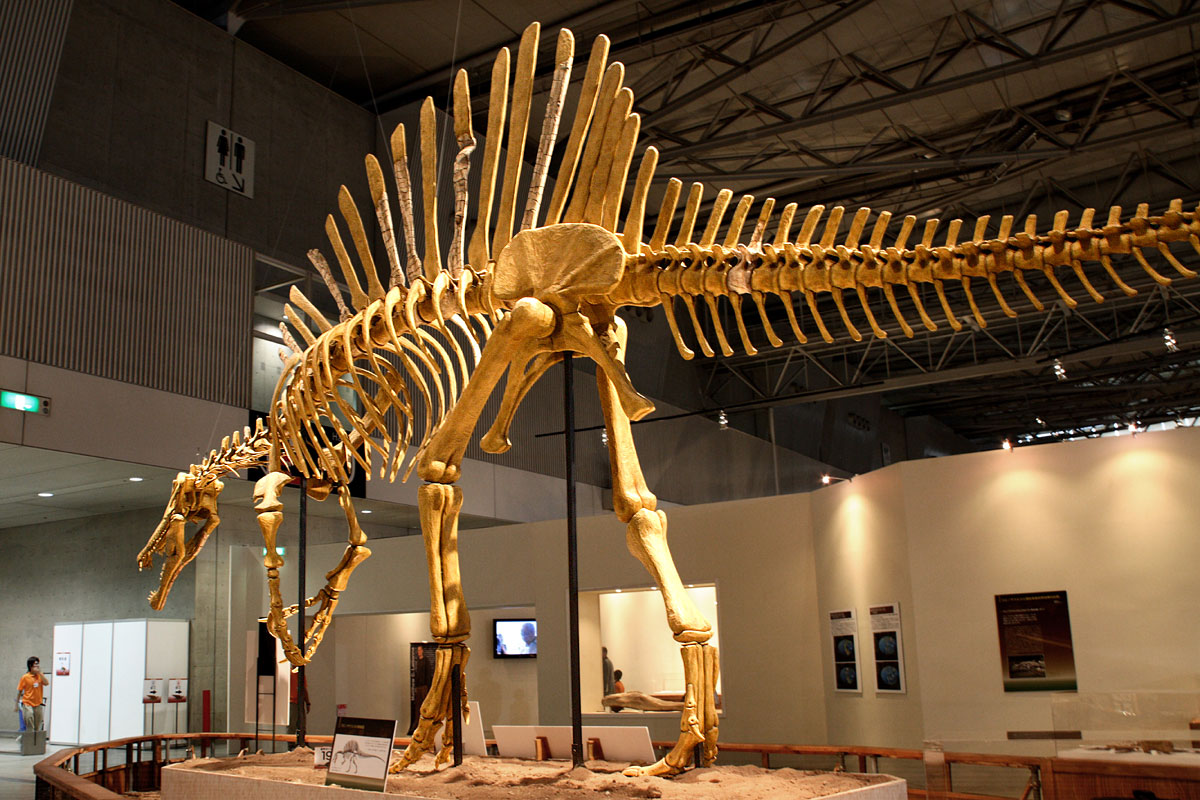Spinosaurus: The River Monster That Defied Classification (image credits: wikimedia)