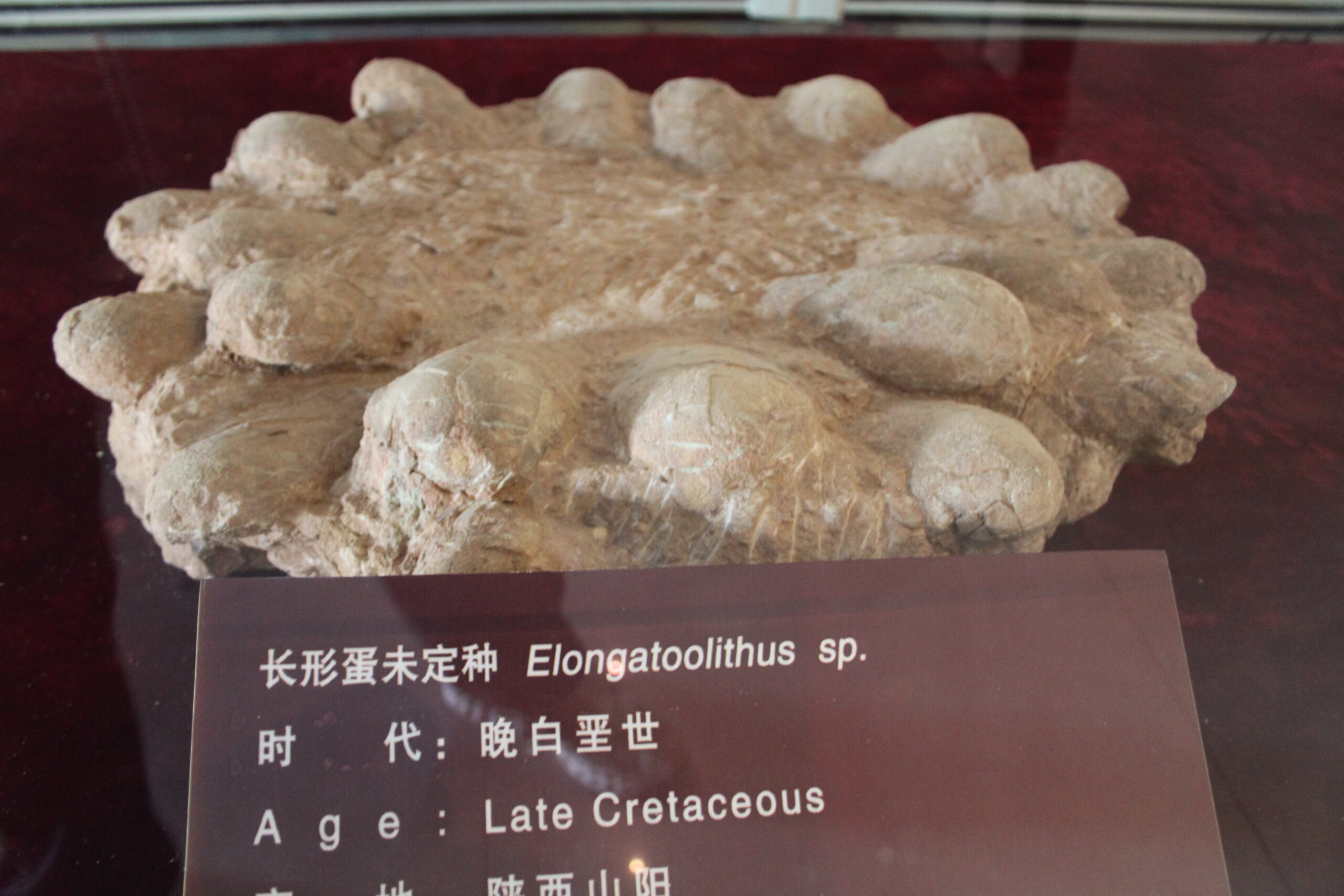 Shelter and Nesting in the Cold (image credits: wikimedia)