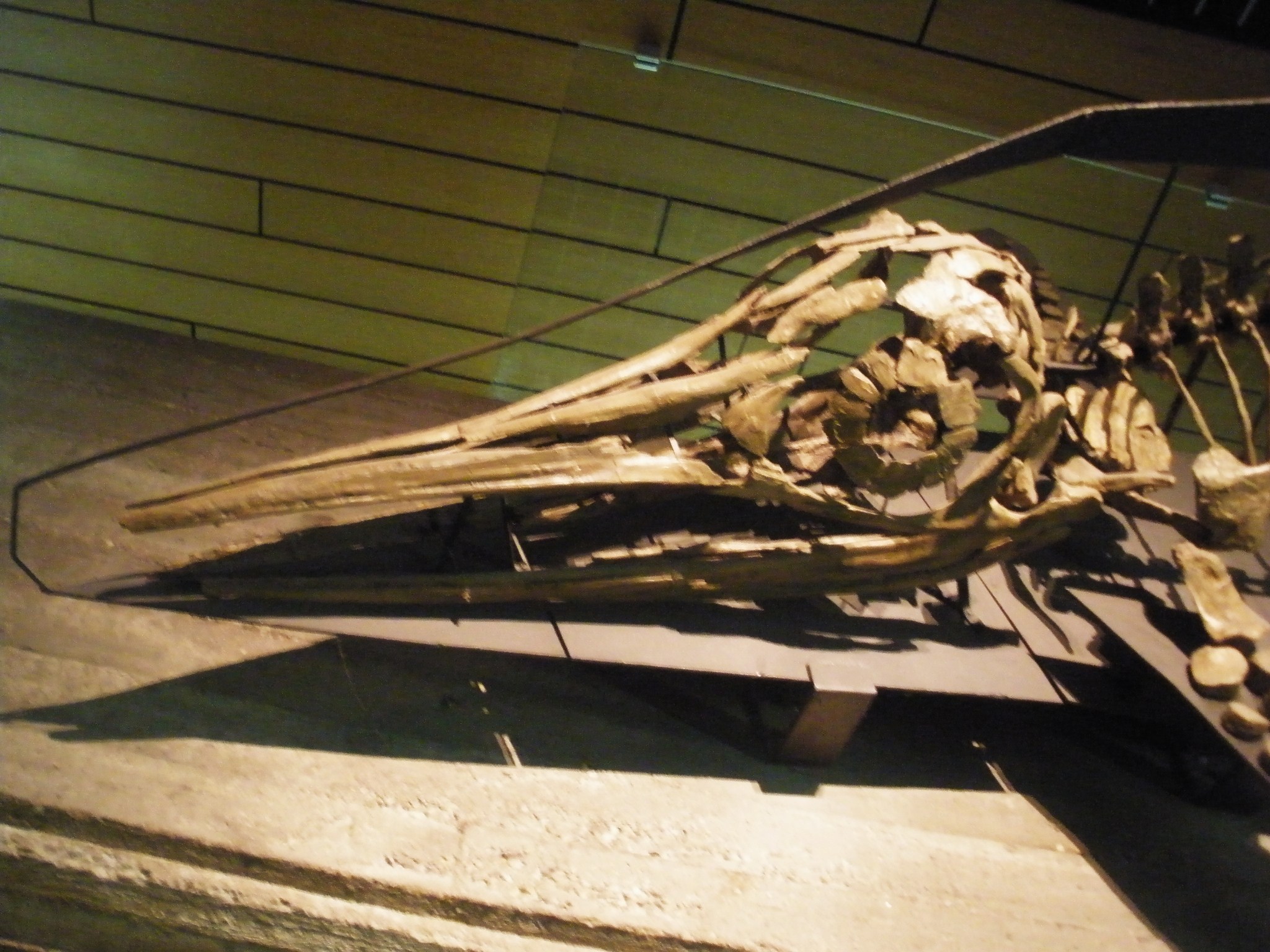 Ophthalmosaurus: The Dolphin-Like Hunter (image credits: wikimedia)