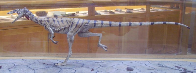 Compsognathus: The Tiny Terror (image credits: wikimedia)