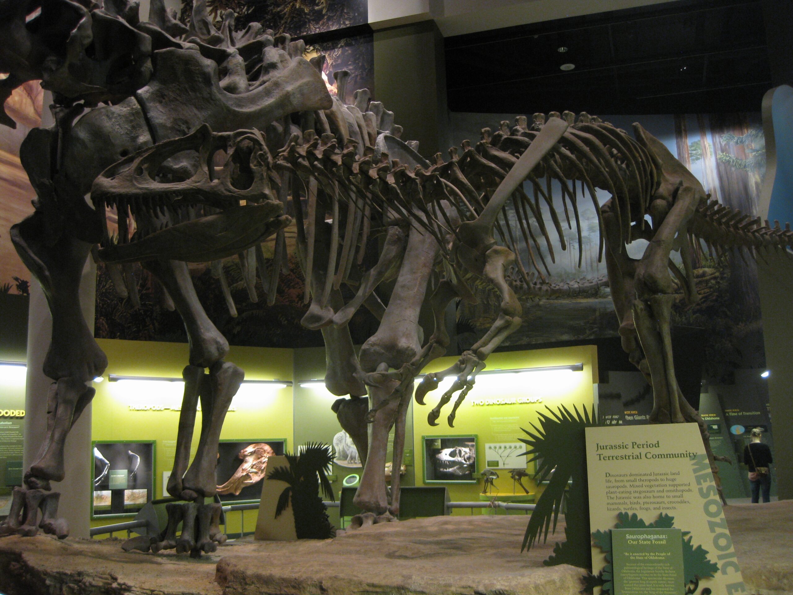 Saurophaganax: The Allosaurus Killer (image credits: wikimedia)