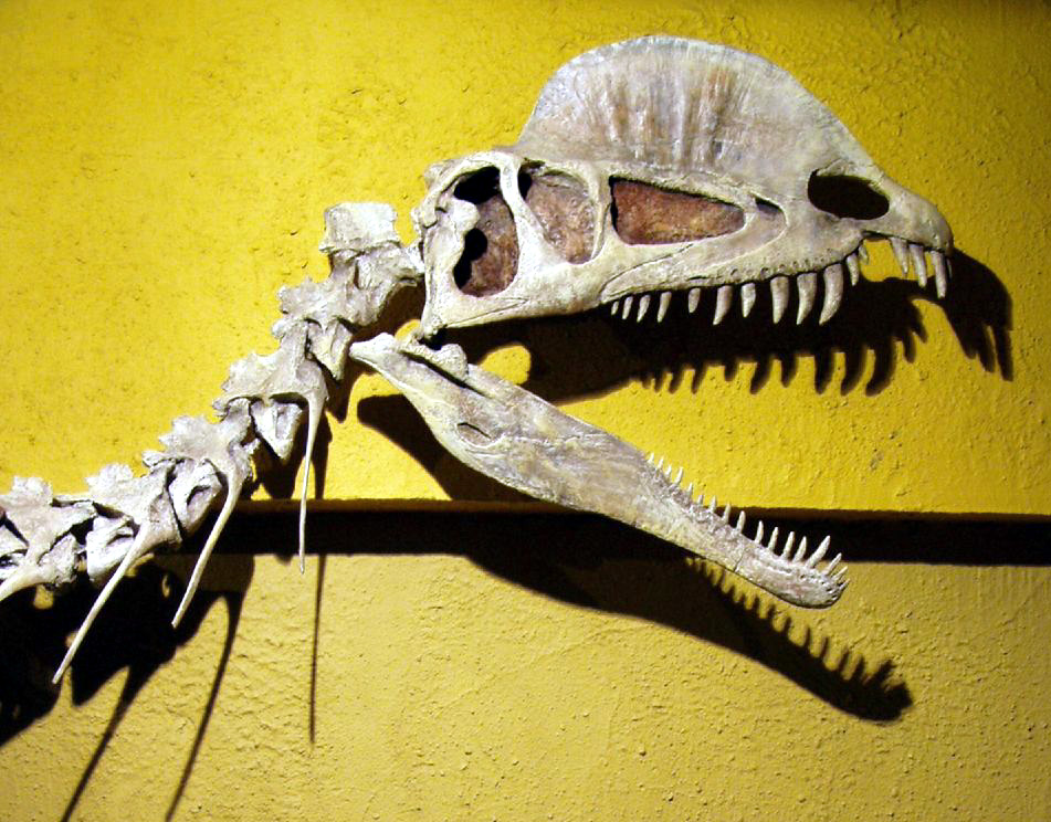 Dilophosaurus: The Crested Killer (image credits: wikimedia)