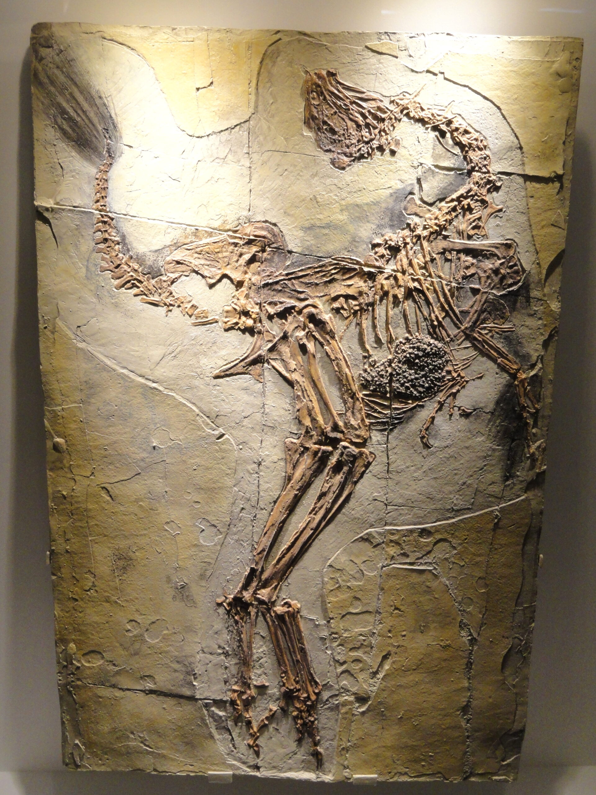 Fossil Evidence: What the Bones Tell Us (image credits: wikimedia)