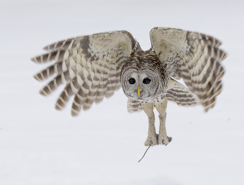 Pack Hunting Revolutionizes Predation (image credits: wikimedia)