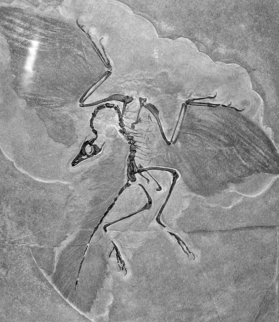 Feathers: The Revolutionary Discovery That Changed Everything (image credits: flickr)