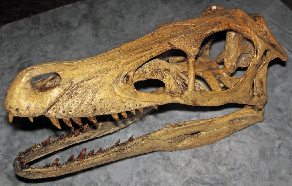 The Velociraptor Connection: From Killer to Canary (image credits: flickr)