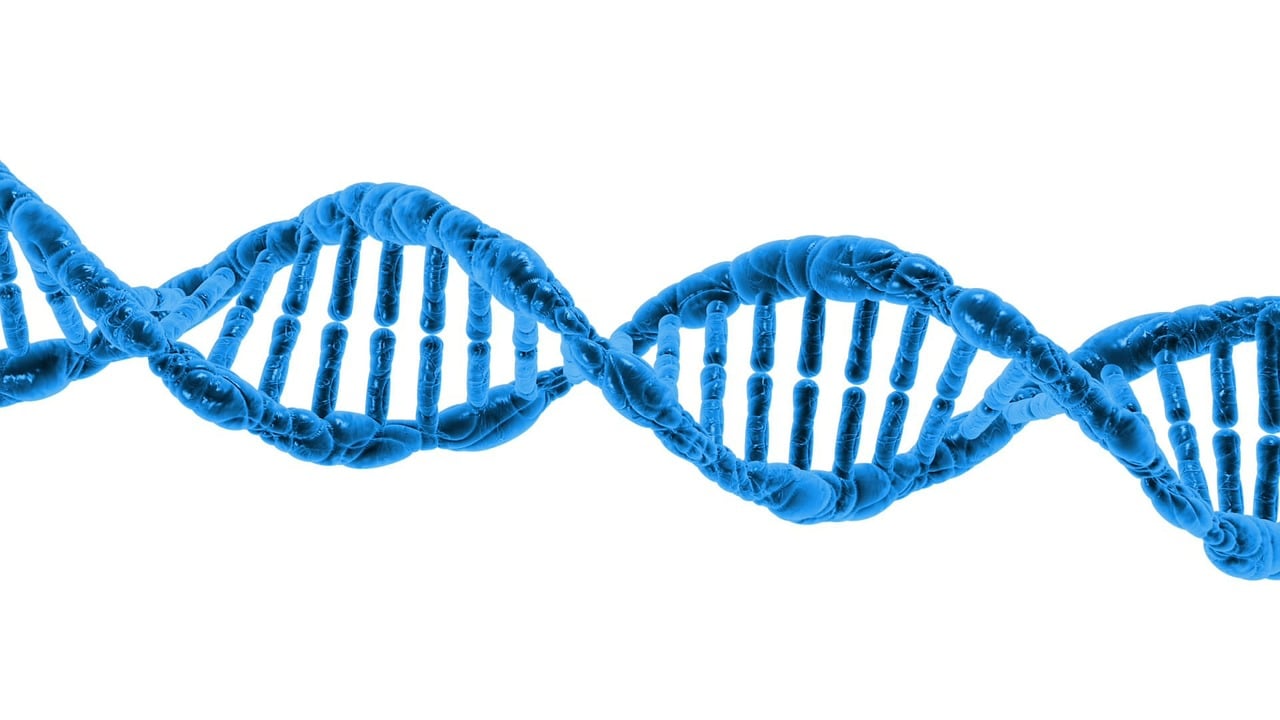Molecular Evidence: DNA Doesn't Lie (image credits: pixabay)