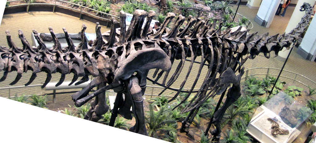Evidence From the Fossil Record (image credits: flickr)