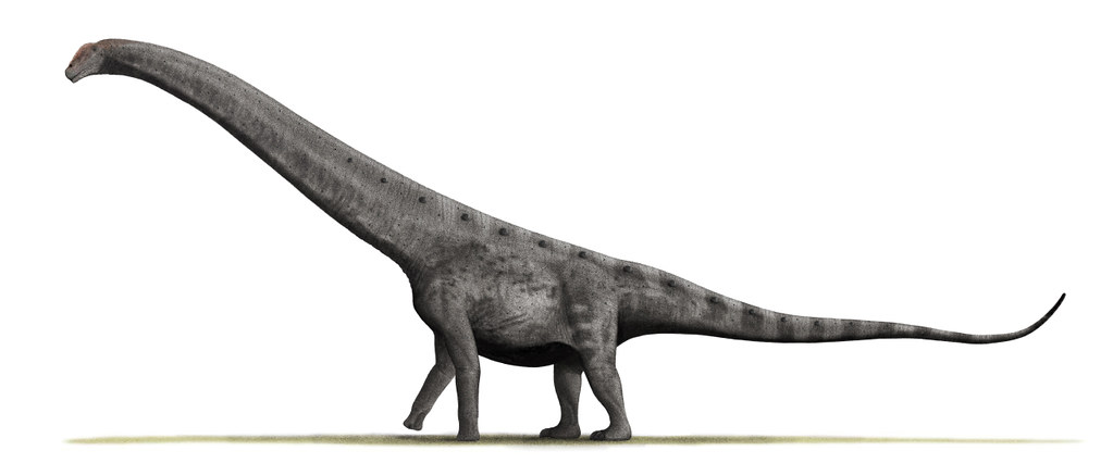 Size Matters: The Giant Advantage (image credits: flickr)