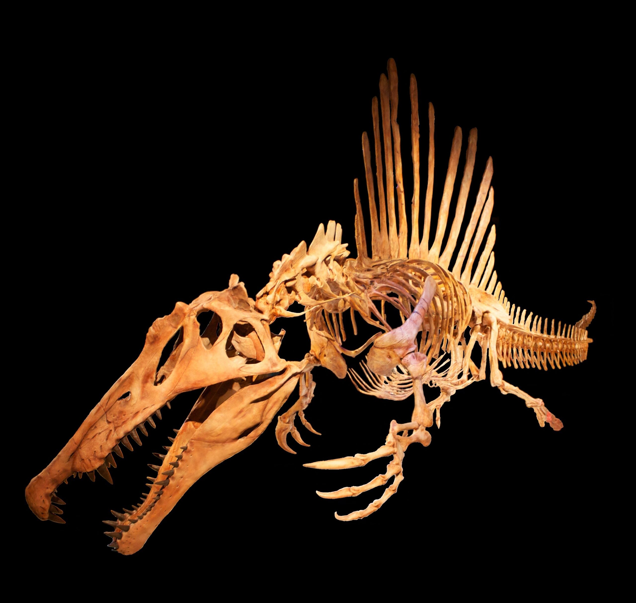 Swimming Dinosaurs: The Aquatic Adventurers (image credits: wikimedia)