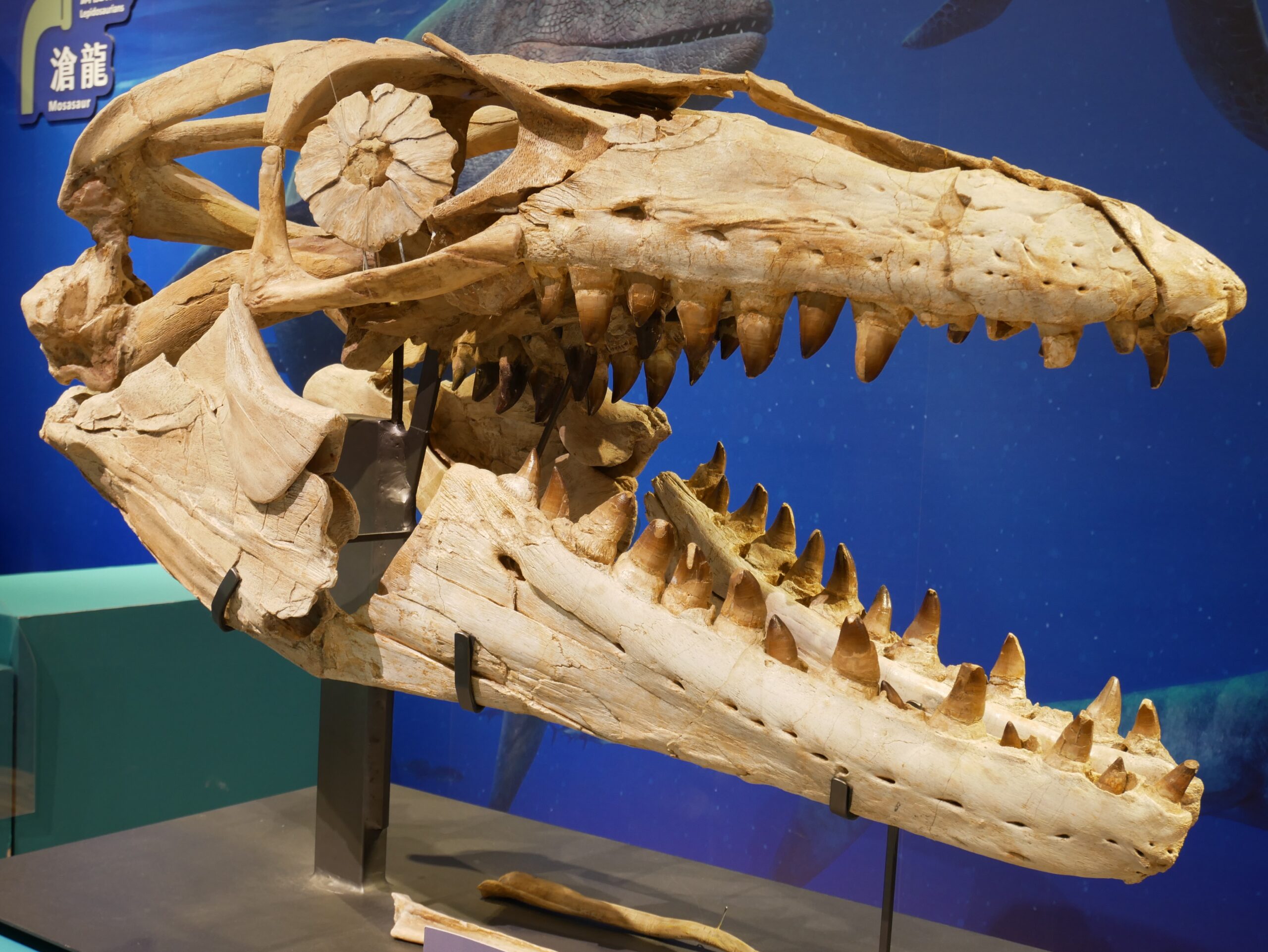Hunting Strategies: Evolved vs. Adapted (image credits: wikimedia)