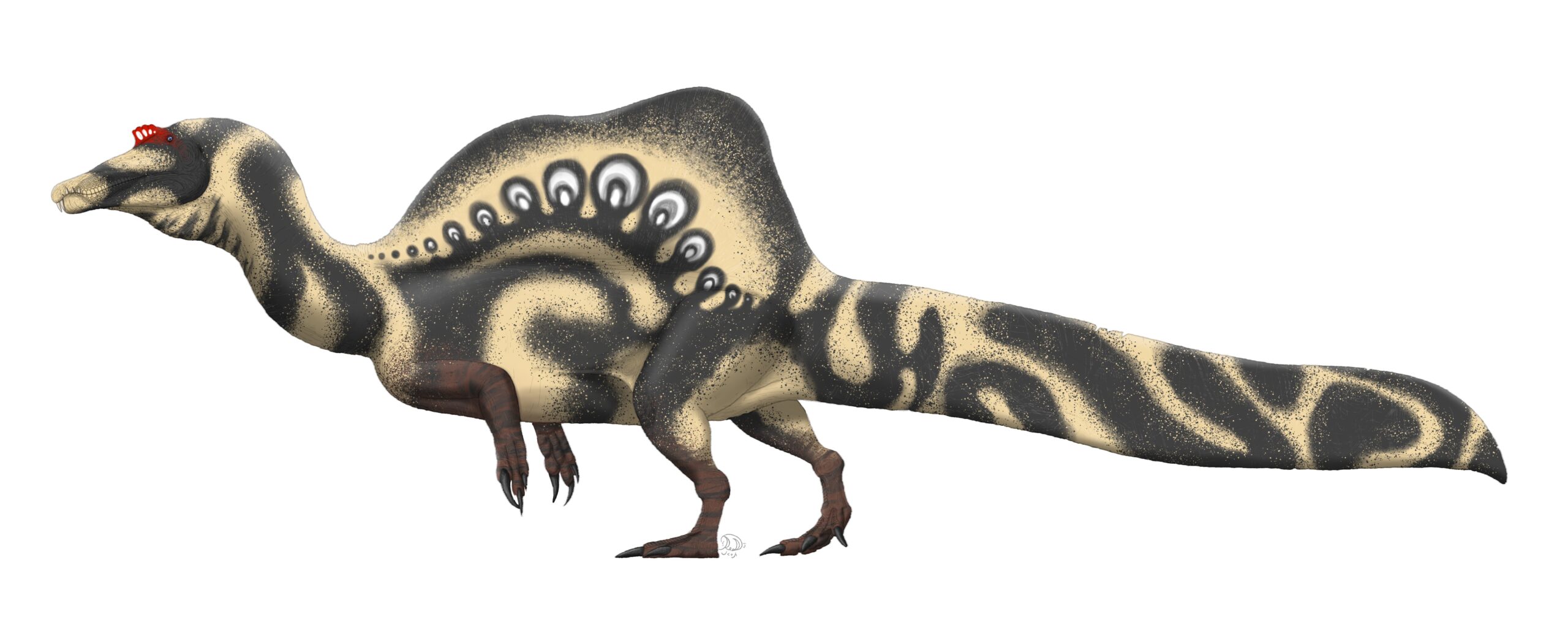 The Spinosaurus Exception: A Worthy Opponent (image credits: wikimedia)