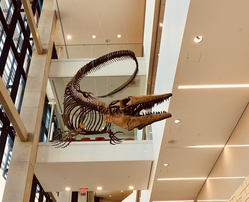 Fossil Evidence: Battle Scars Tell the Story (image credits: flickr)