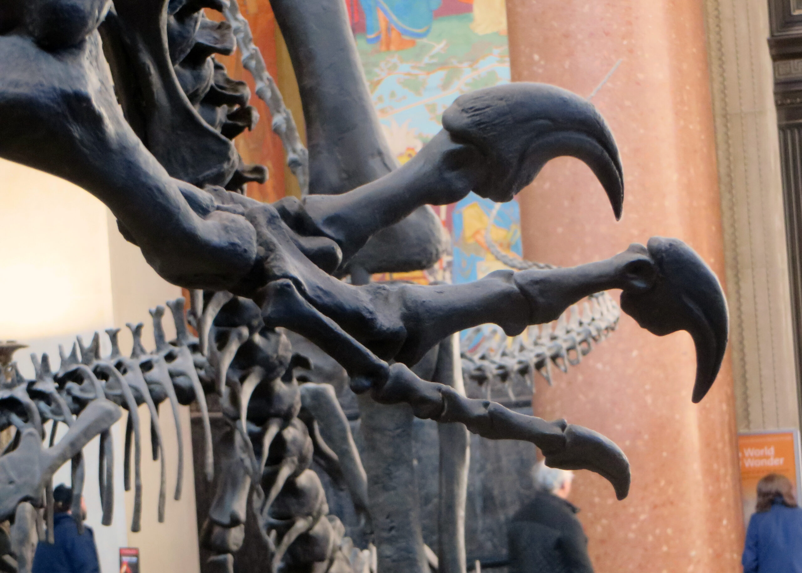 The Weapons Arsenal: Claws, Teeth, and Spikes (image credits: Allosaur Claw, CC BY 2.0, https://commons.wikimedia.org/w/index.php?curid=74857538)