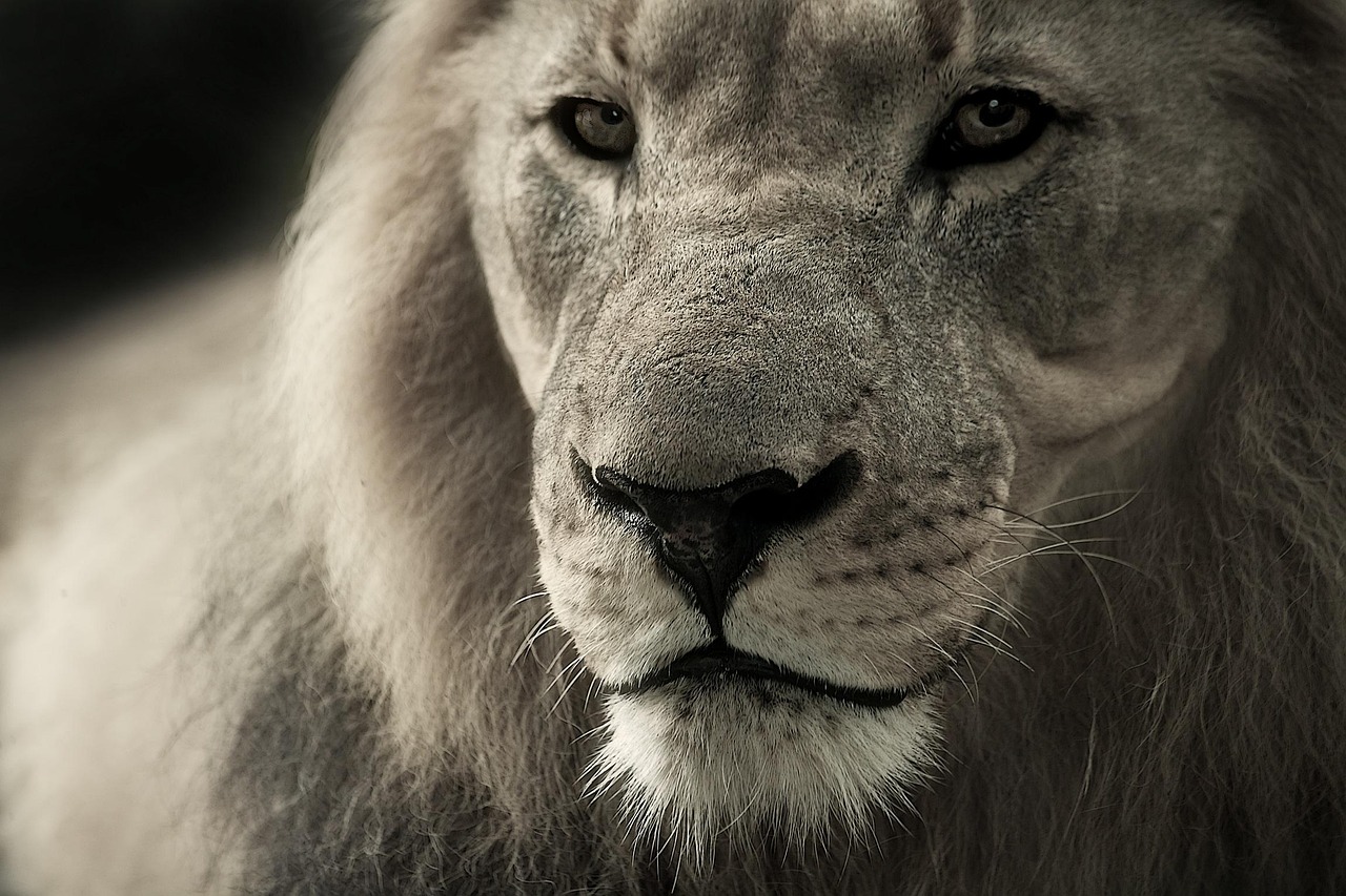 Behavioral Clues from Modern Analogies (image credits: pixabay)