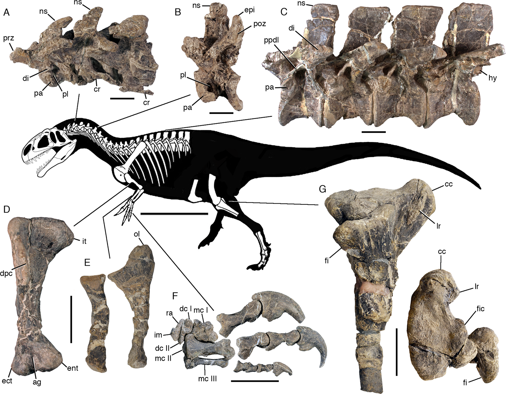 Fossil Fight Club: The Smoking Gun Evidence (image credits: By Oliver W. M. Rauhut & Diego Pol based on a skeletal reconstruction of Allosaurus by Scott Hartman (Uncredited), CC BY 4.0, https://commons.wikimedia.org/w/index.php?curid=84837374)