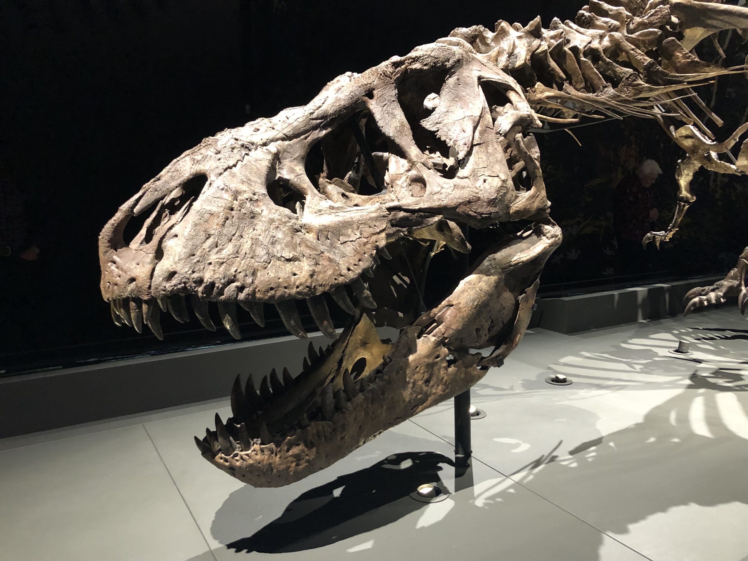 Bone Architecture and Structural Engineering (image credits: wikimedia)