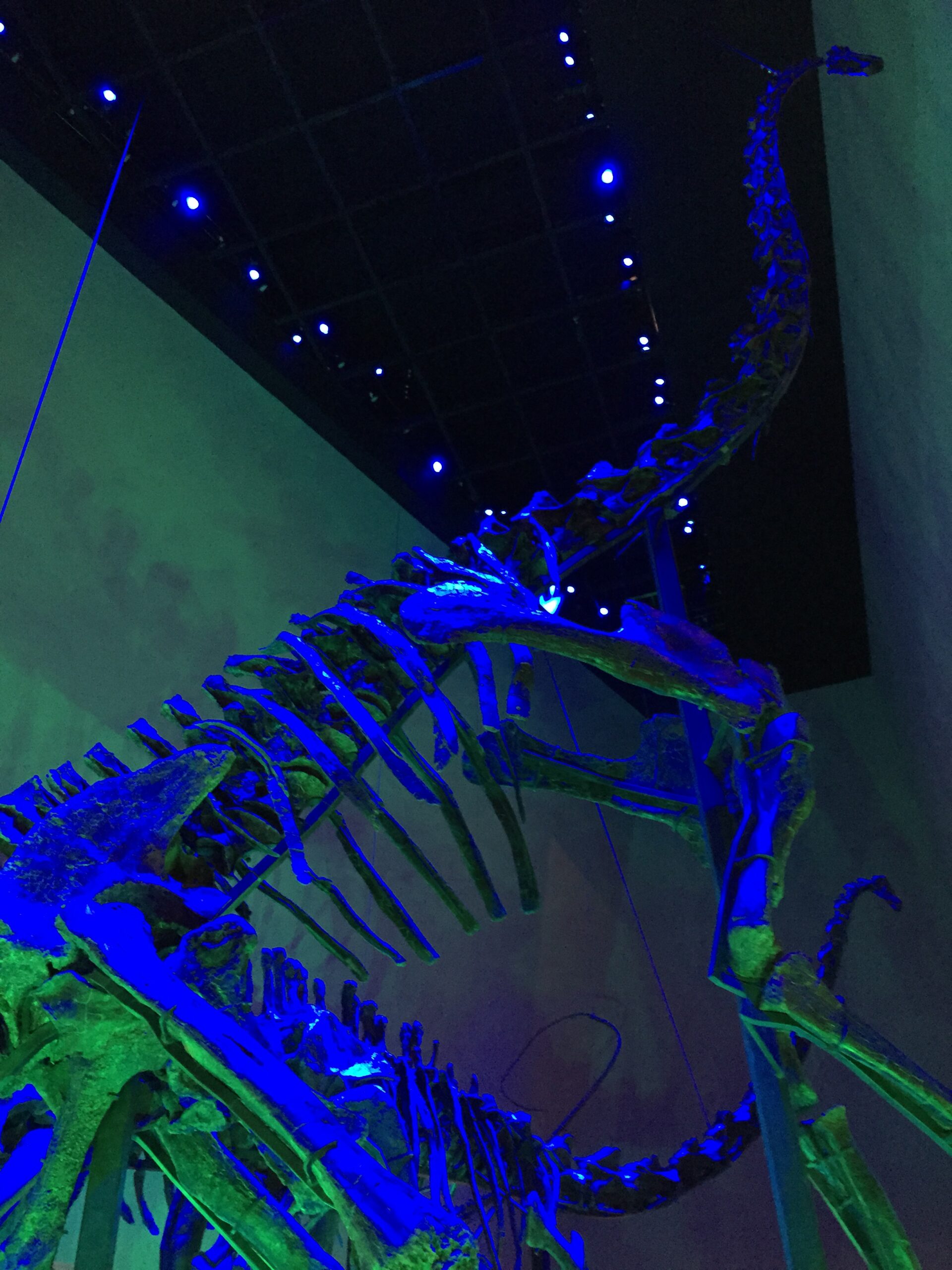 Biomechanical Limits and Physical Constraints (image credits: wikimedia)