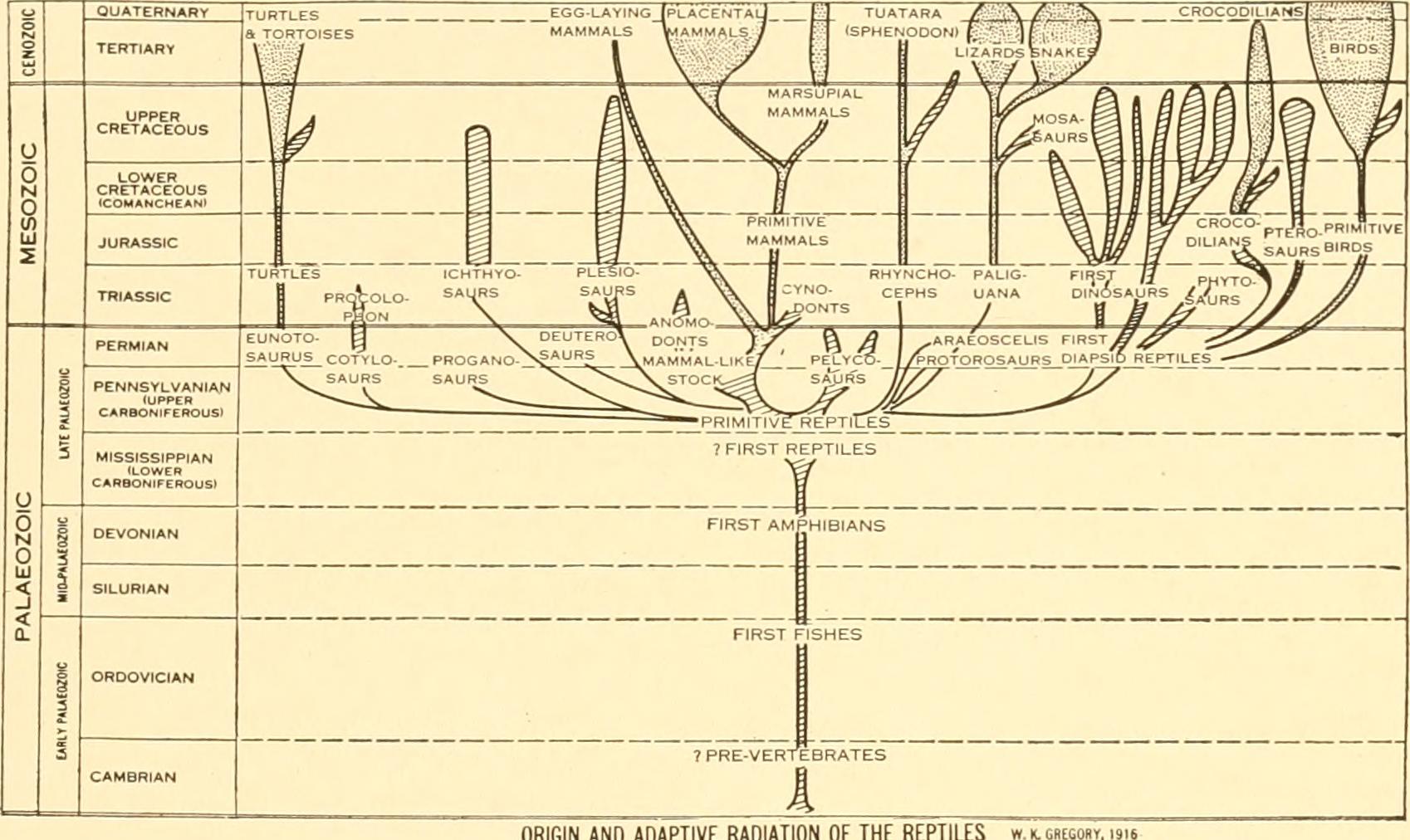 Revolutionary Heart and Circulation Mysteries (image credits: wikimedia)