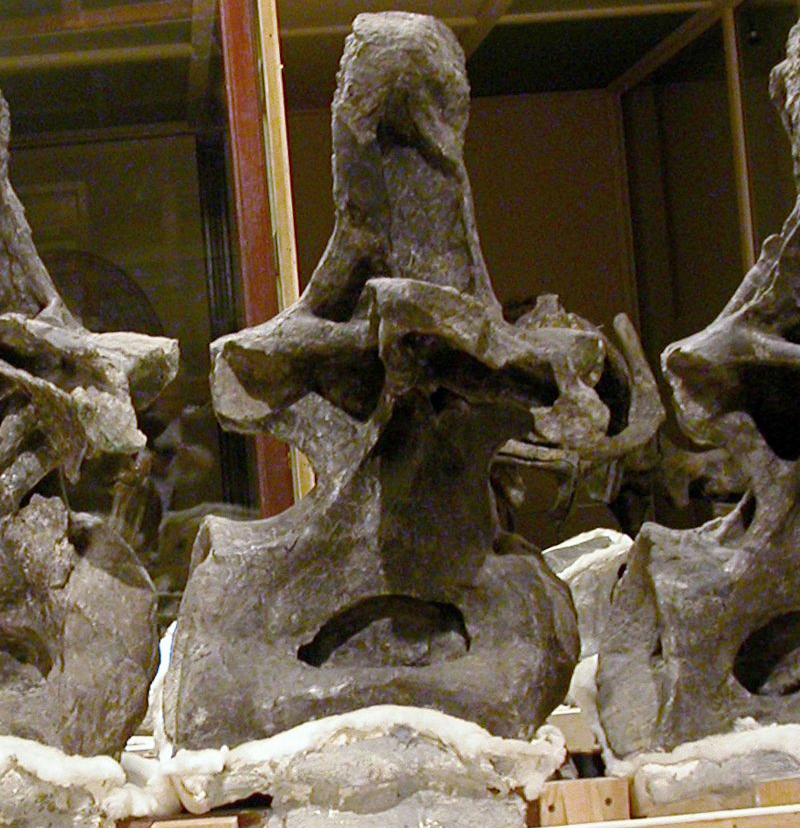 The Extinction Puzzle Pieces (image credits: wikimedia)