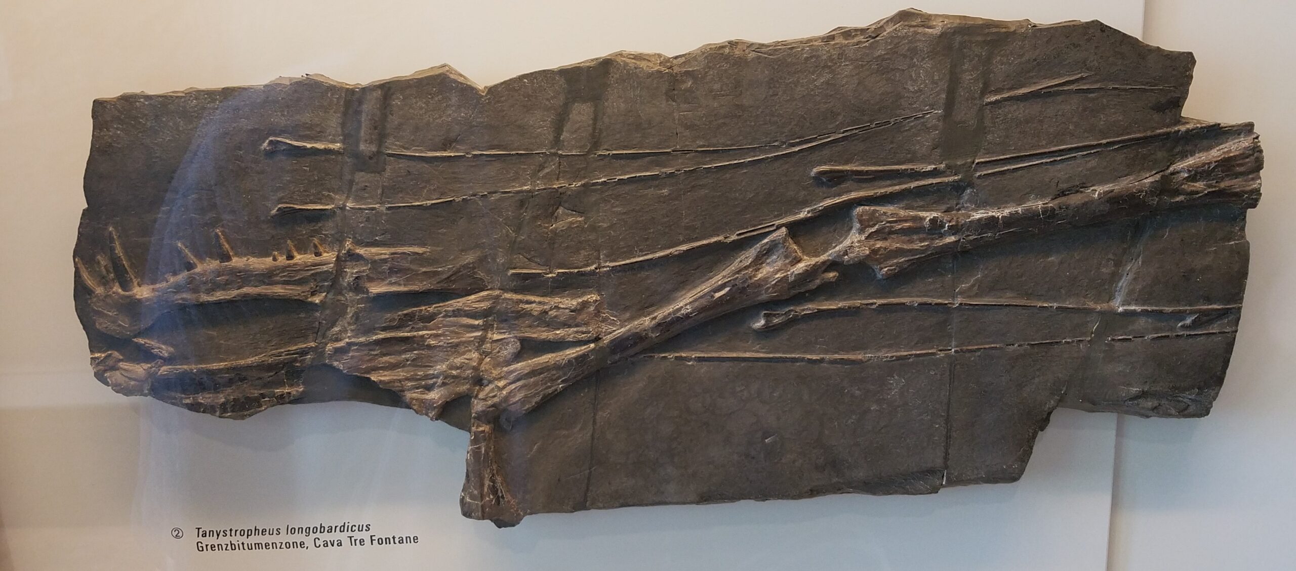 A Living Fishing Rod in Ancient Seas (image credits: wikimedia)